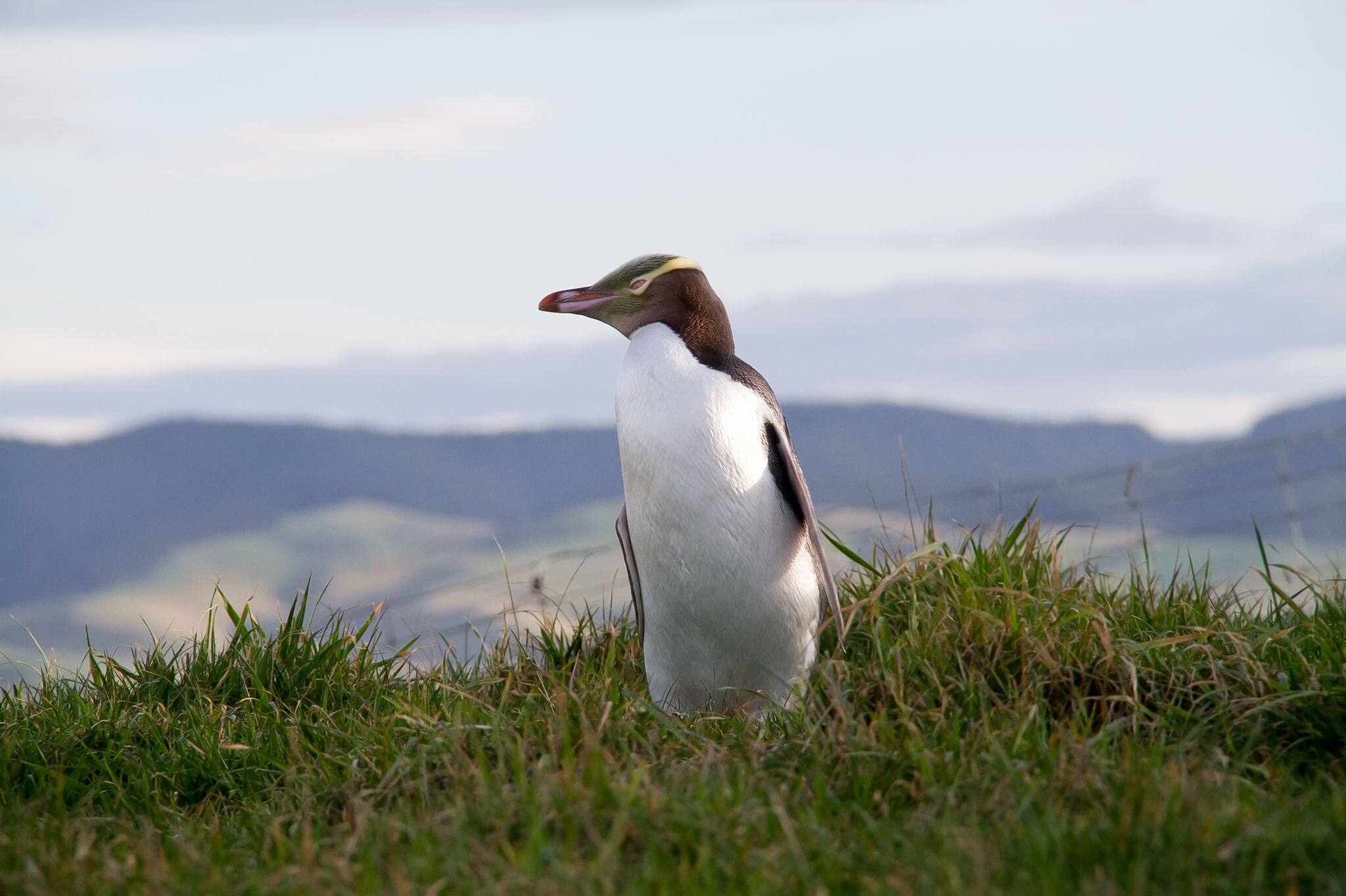 penguin new zealand