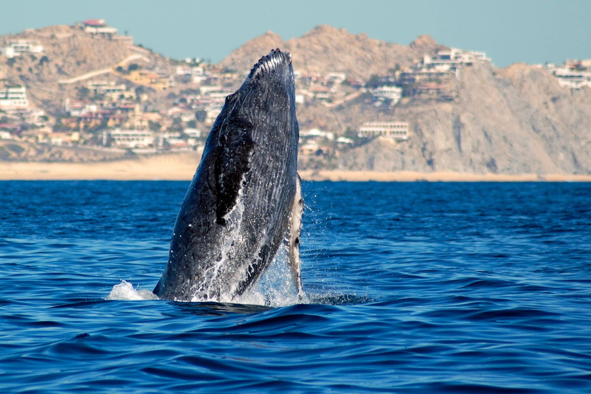 Whale watching in Cabo San Lucas