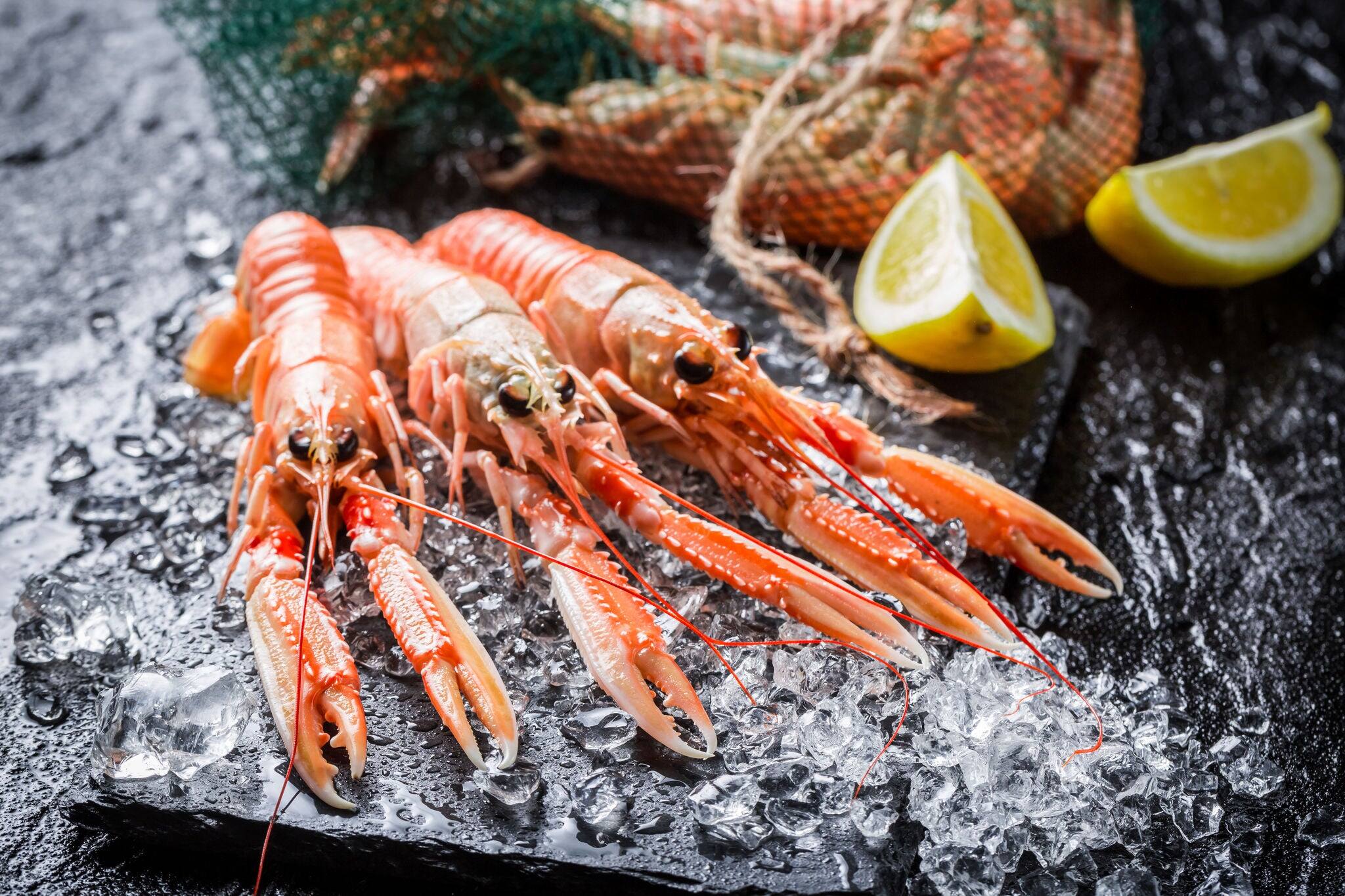 Fresh langoustines on crushed ice