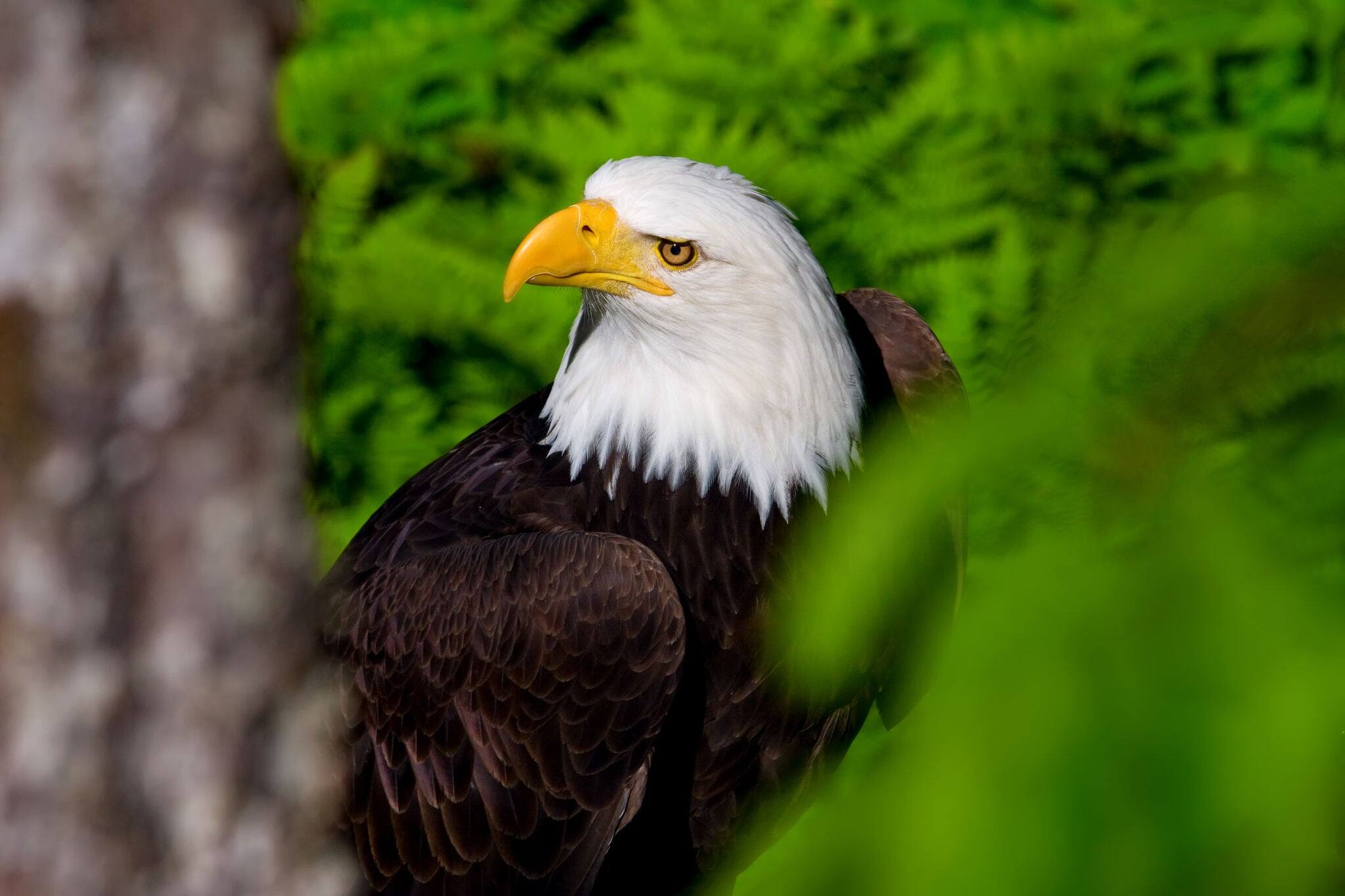 North American bald eagle in Alaska