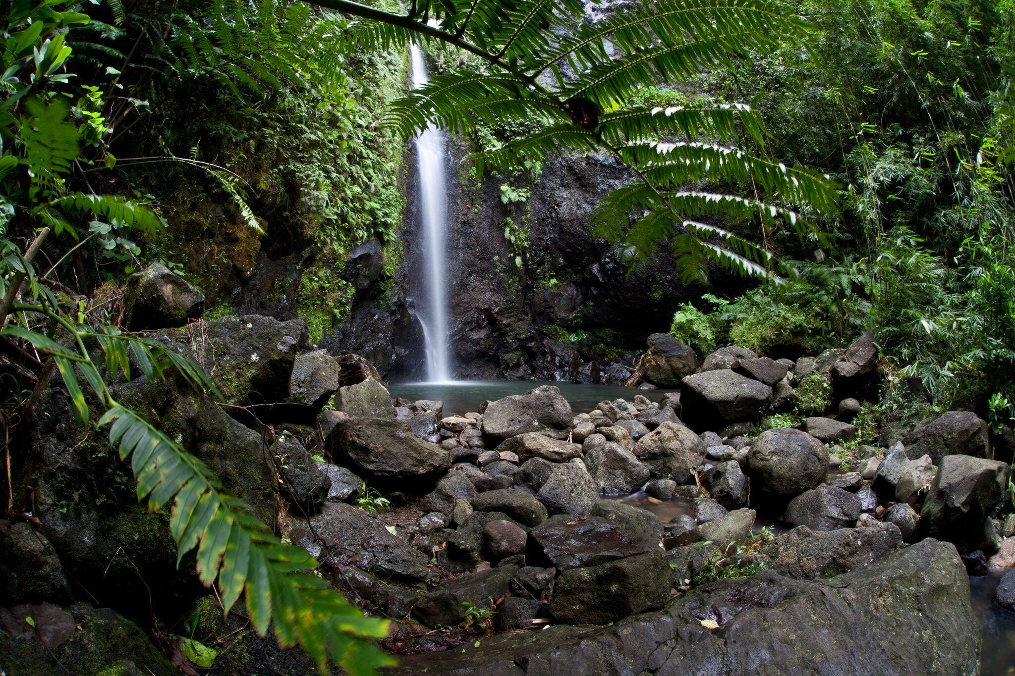 Fresh rainwater flows through a pristine rainforest on the island of Raiatea in French Polynesia.  This island has both beautiful reefs and forests to explore.