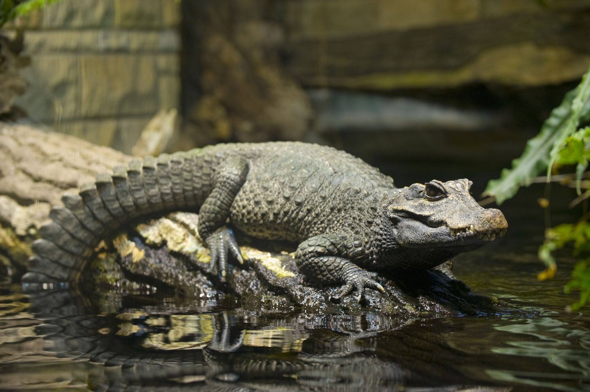 Alligator