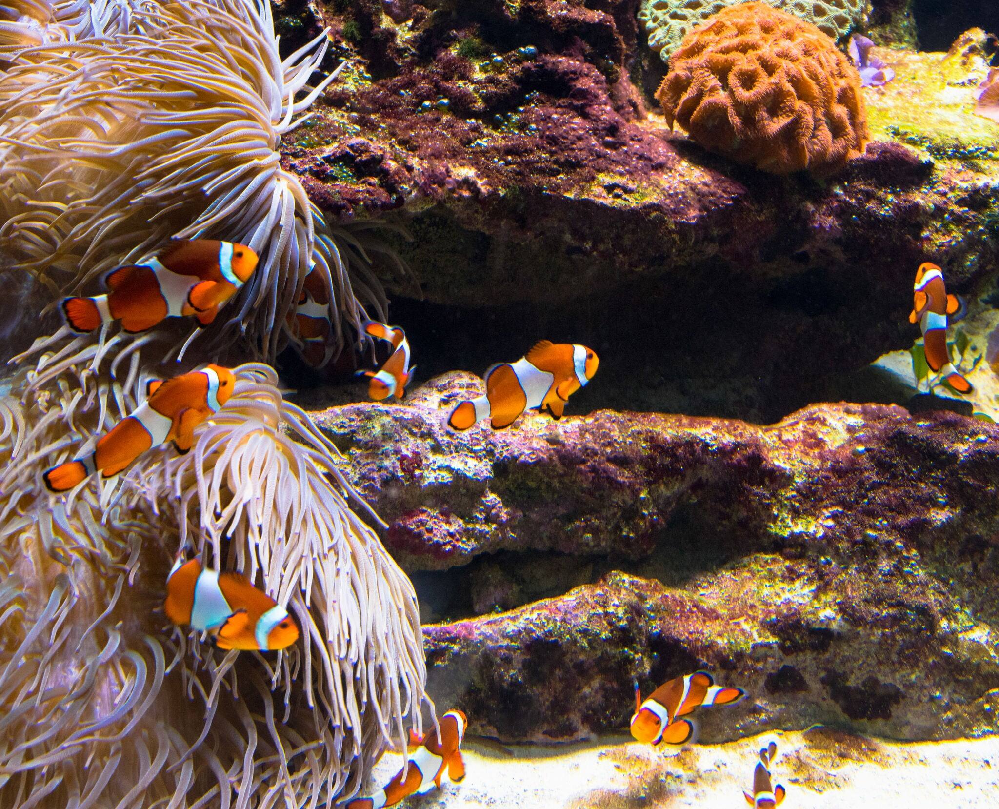 Pez payaso en el acuario de Vancouver