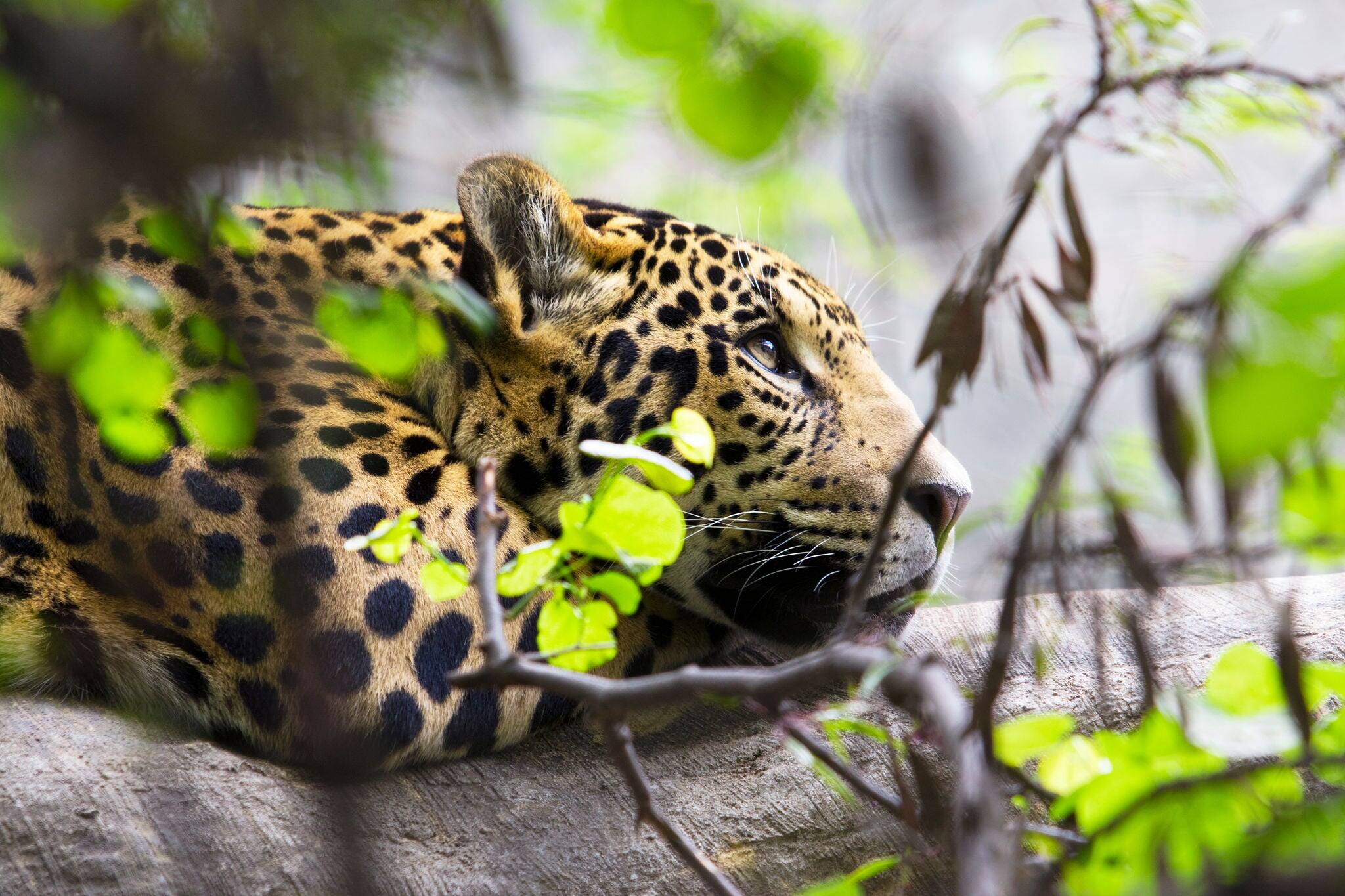 daydreaming jaguar. East London, South Africa February 2016
