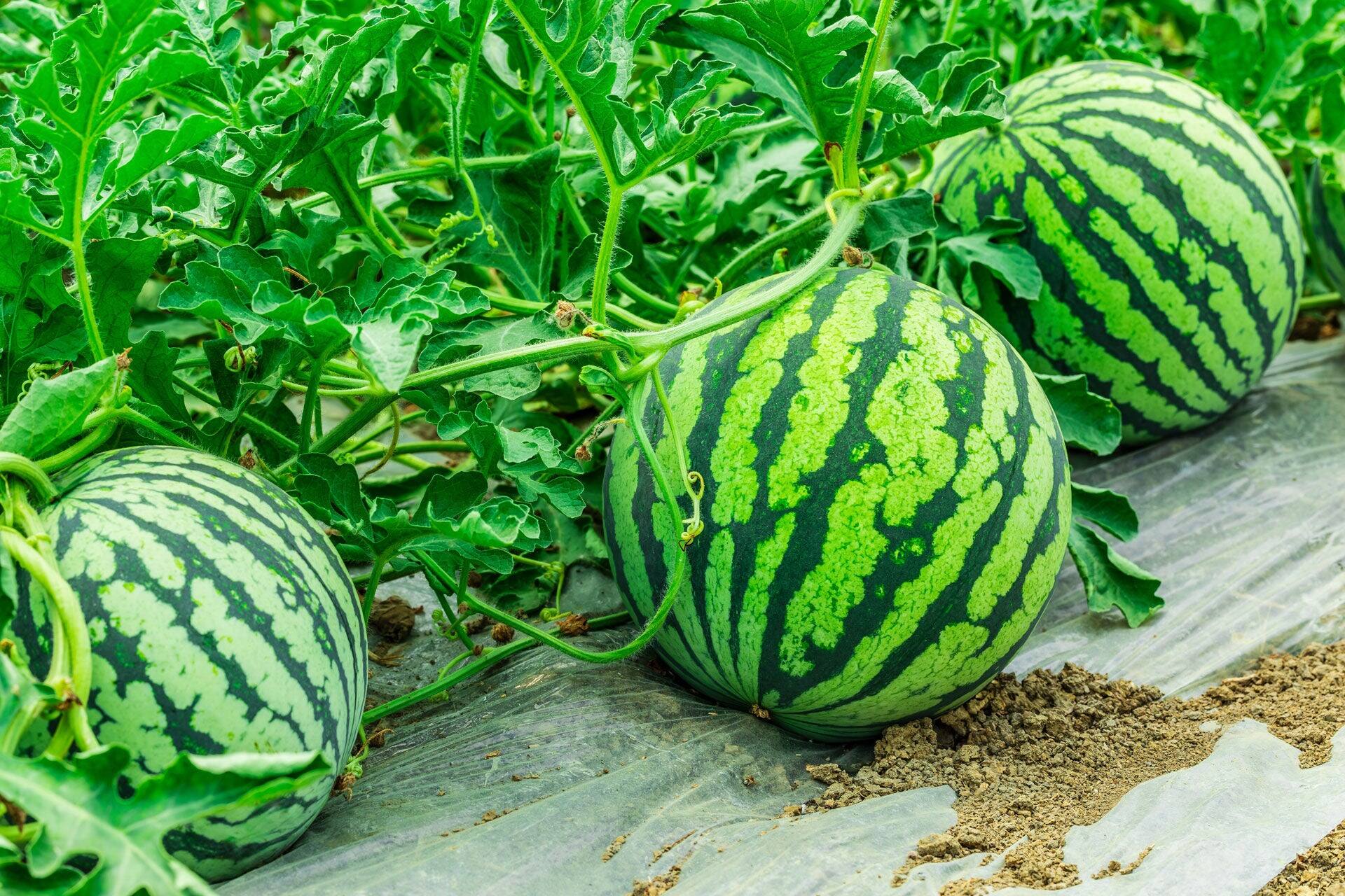 Kumamoto Watermelons.
