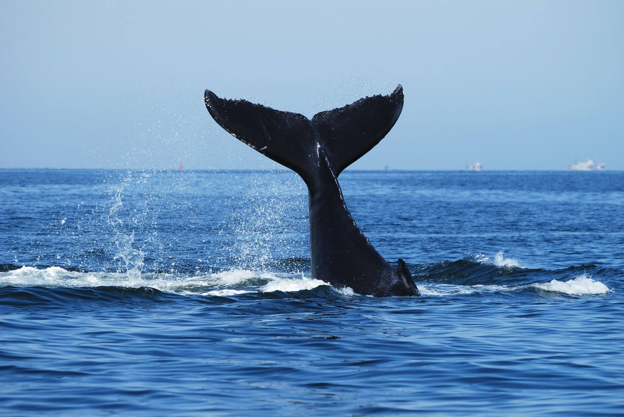 Humpback Whale, Megaptera novaeangliae, Namibia