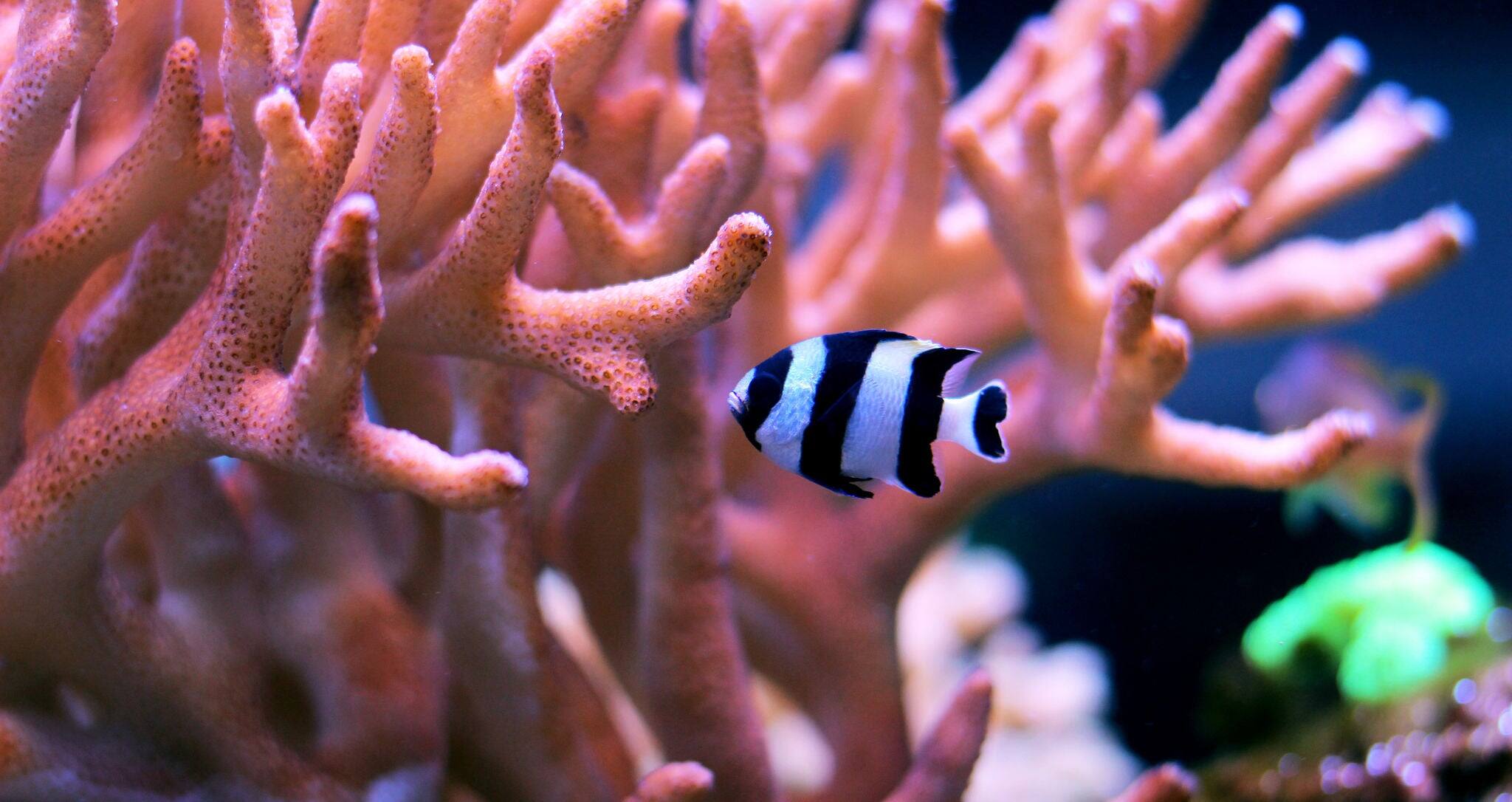Black striped damsel fish