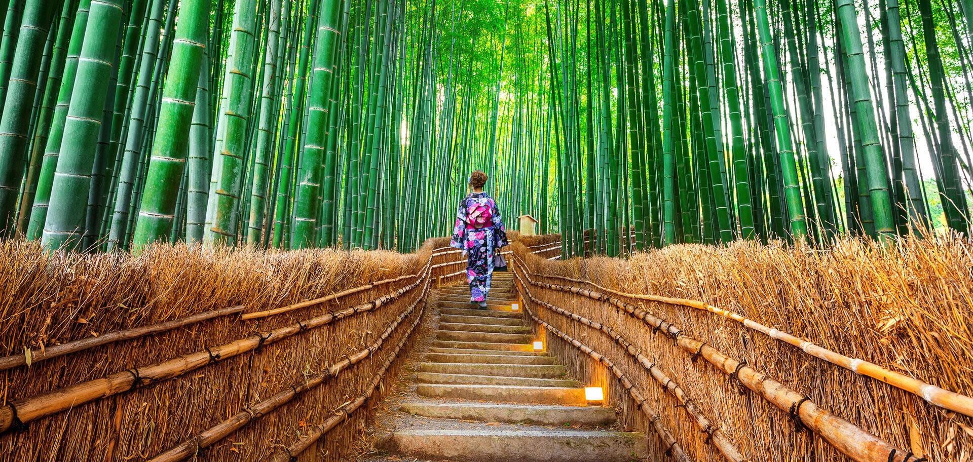 Bamboo Forest. Asian woman wearing japanese traditional kimono at Bamboo Forest in Kyoto, Japan.