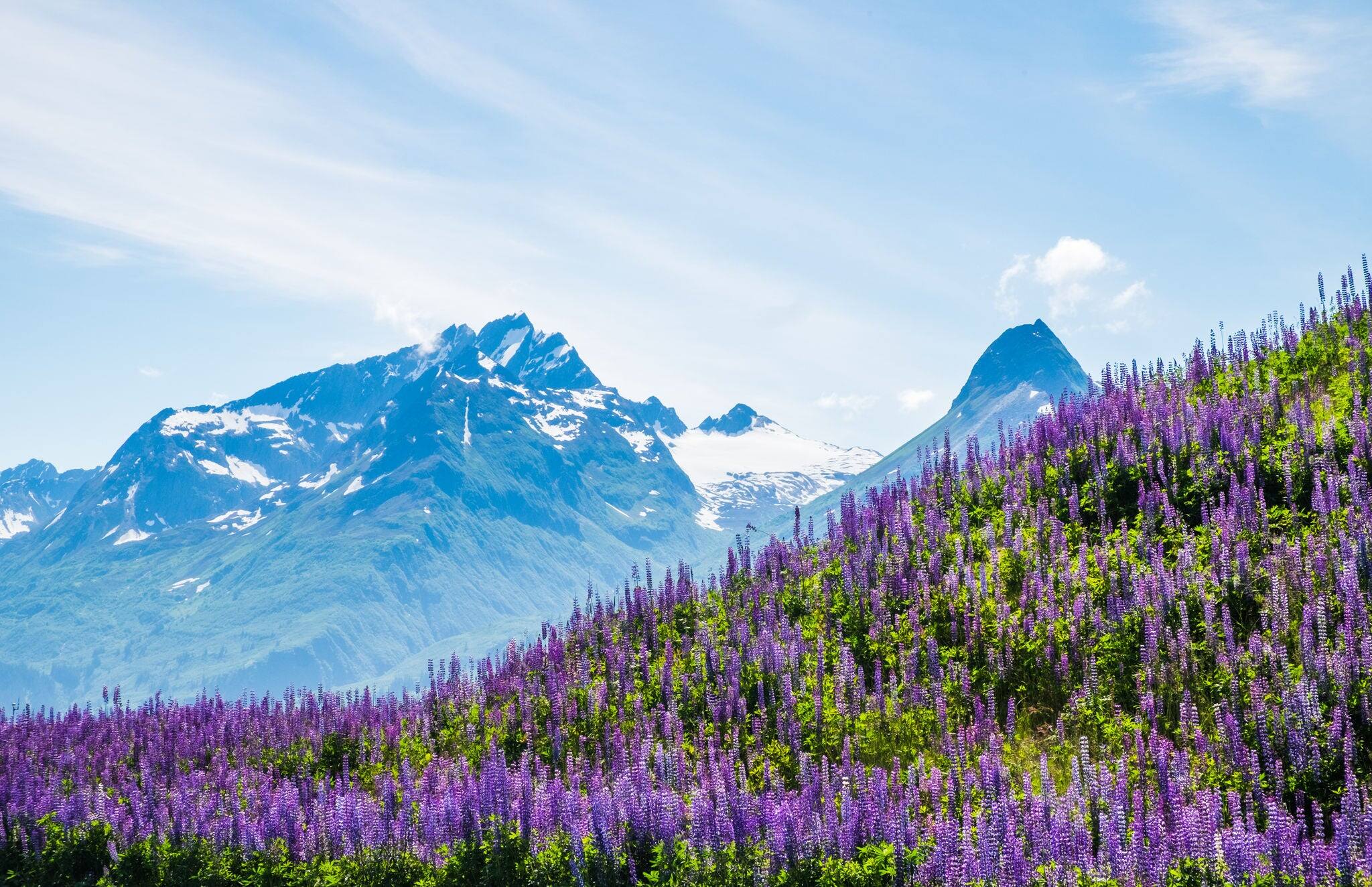 Mountains and arctic lupine in Valdez, Alaska