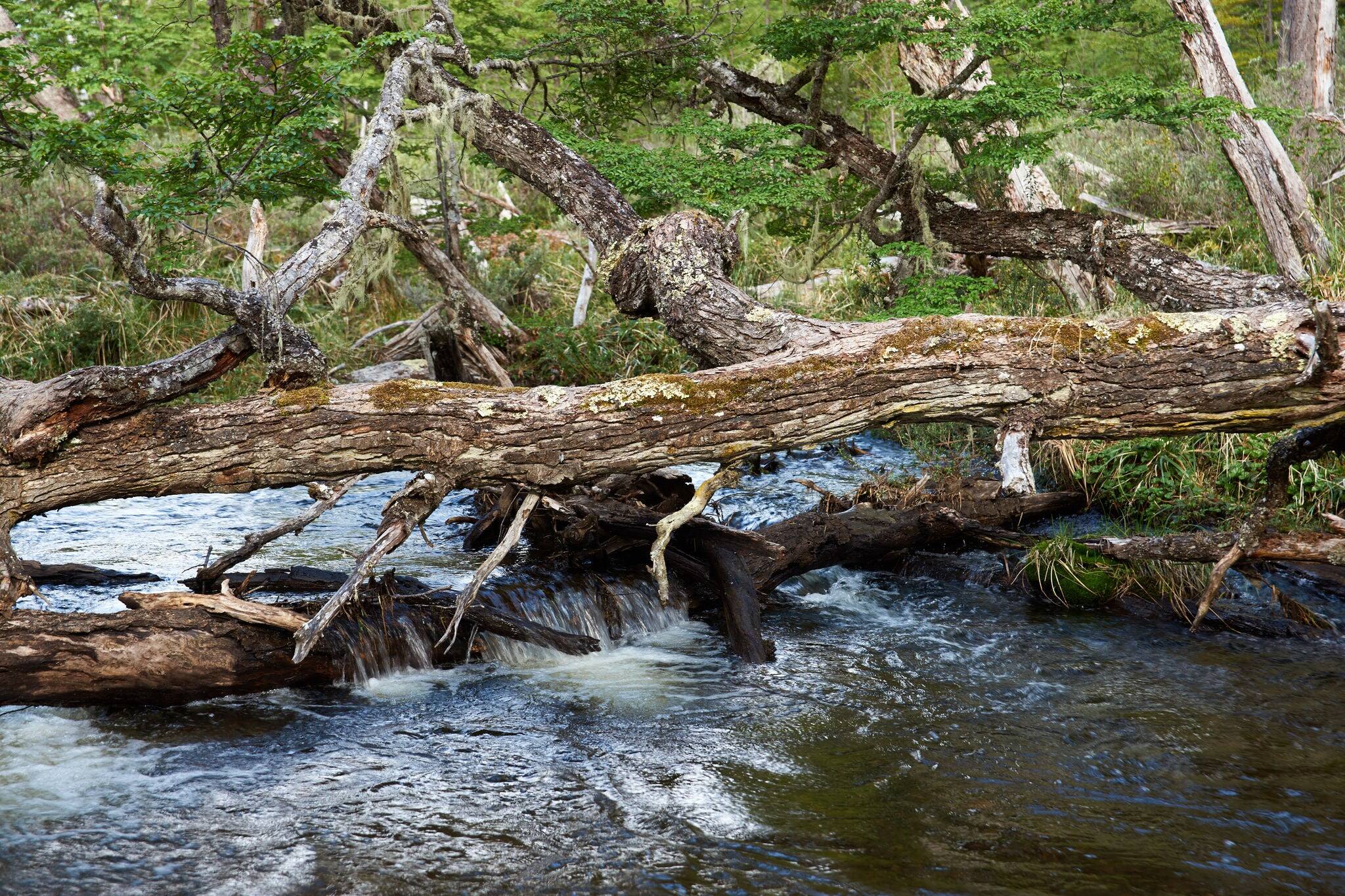 Historic ancient forest in the Cape Horn Biosphere Reserve close to Puerto Williams on the Chilean side of the Beagle Channel in Patagonia, Chile