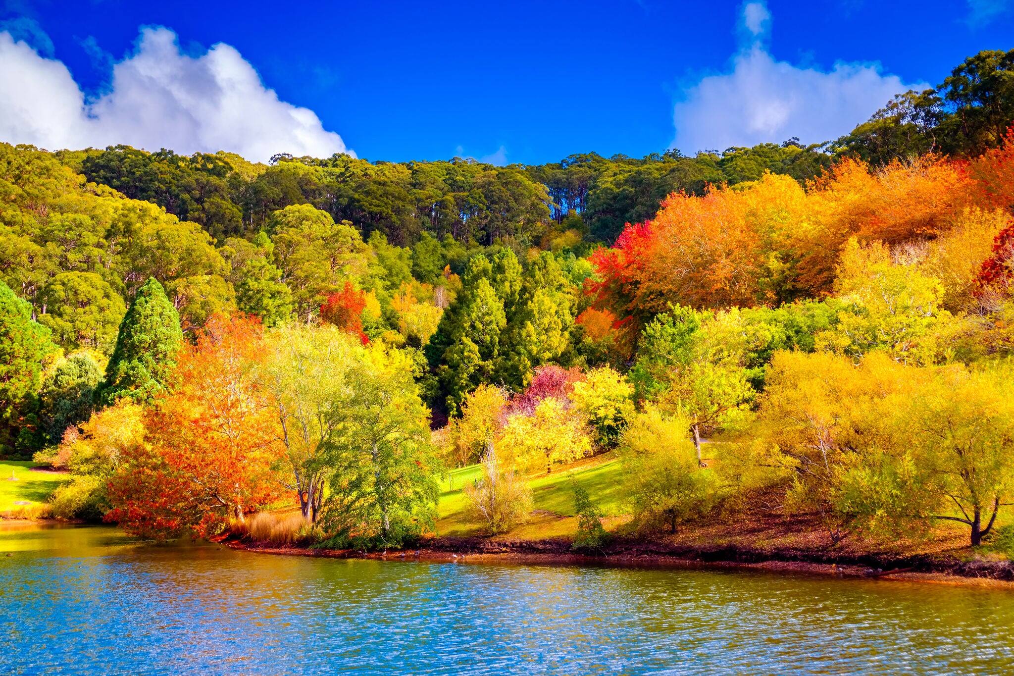 Colorful Australian autumn in Mount Lofty, Adelaide Hills, South Australia