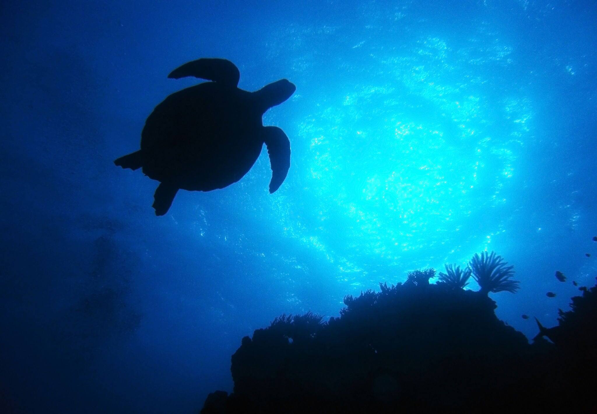 silhouette green turtle swimming in blue ocean,great barrier reef, cairns, queensland, coral sea, australia pacific loggerhead