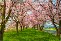 Akita, Japan