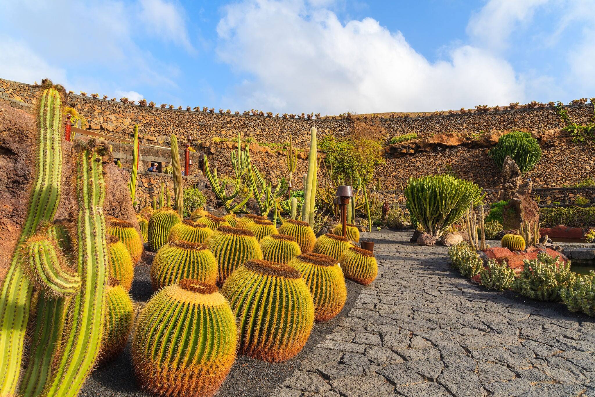 Tropical cactus garden in Guatiza village, Lanzarote, Canary Islands, Spain