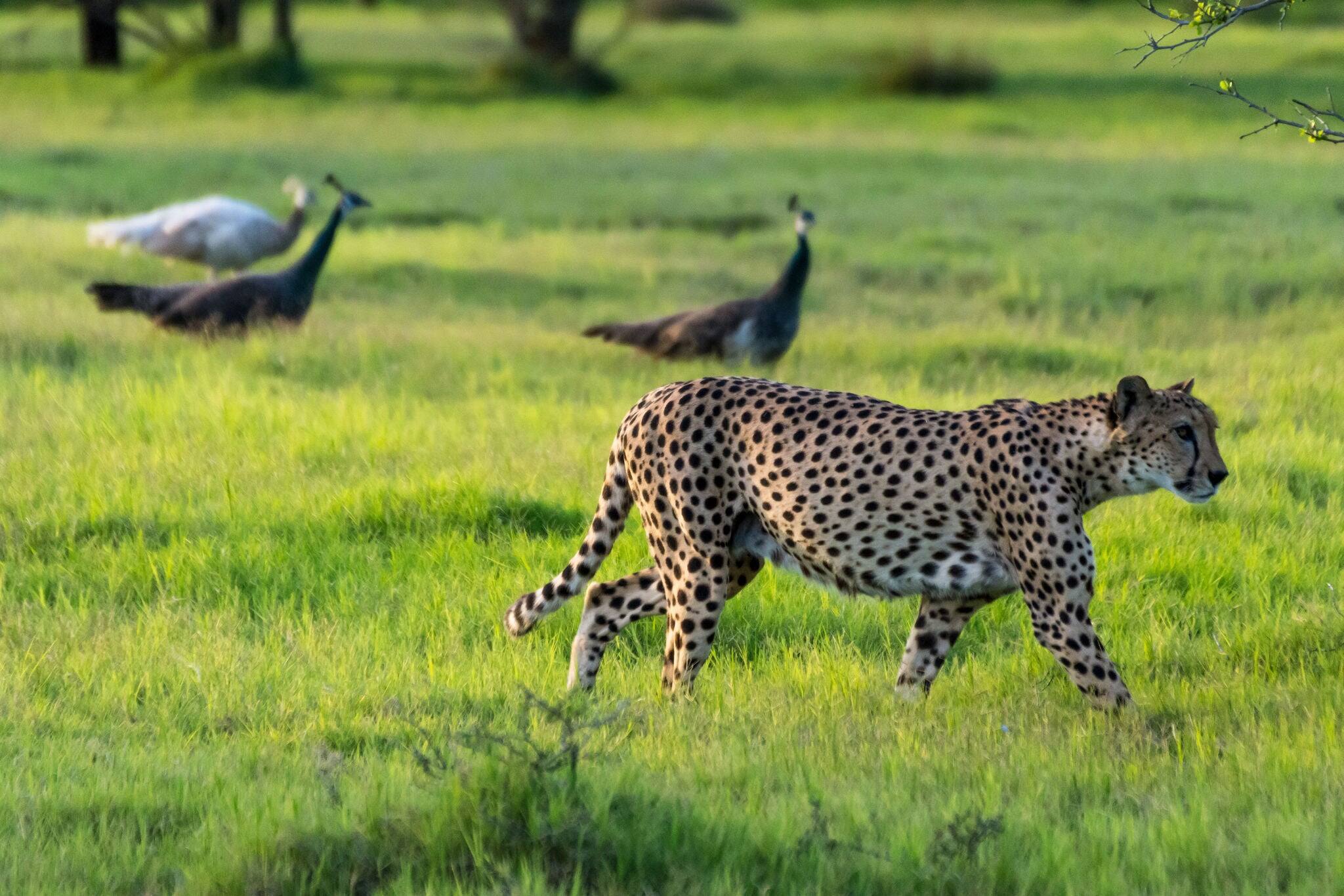Cheetah on Sir Bani Yas Island in Abu Dhabi