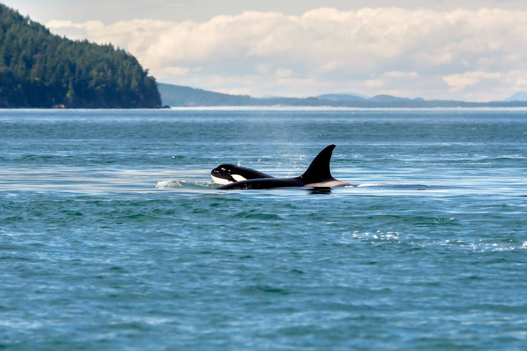 Young Orca