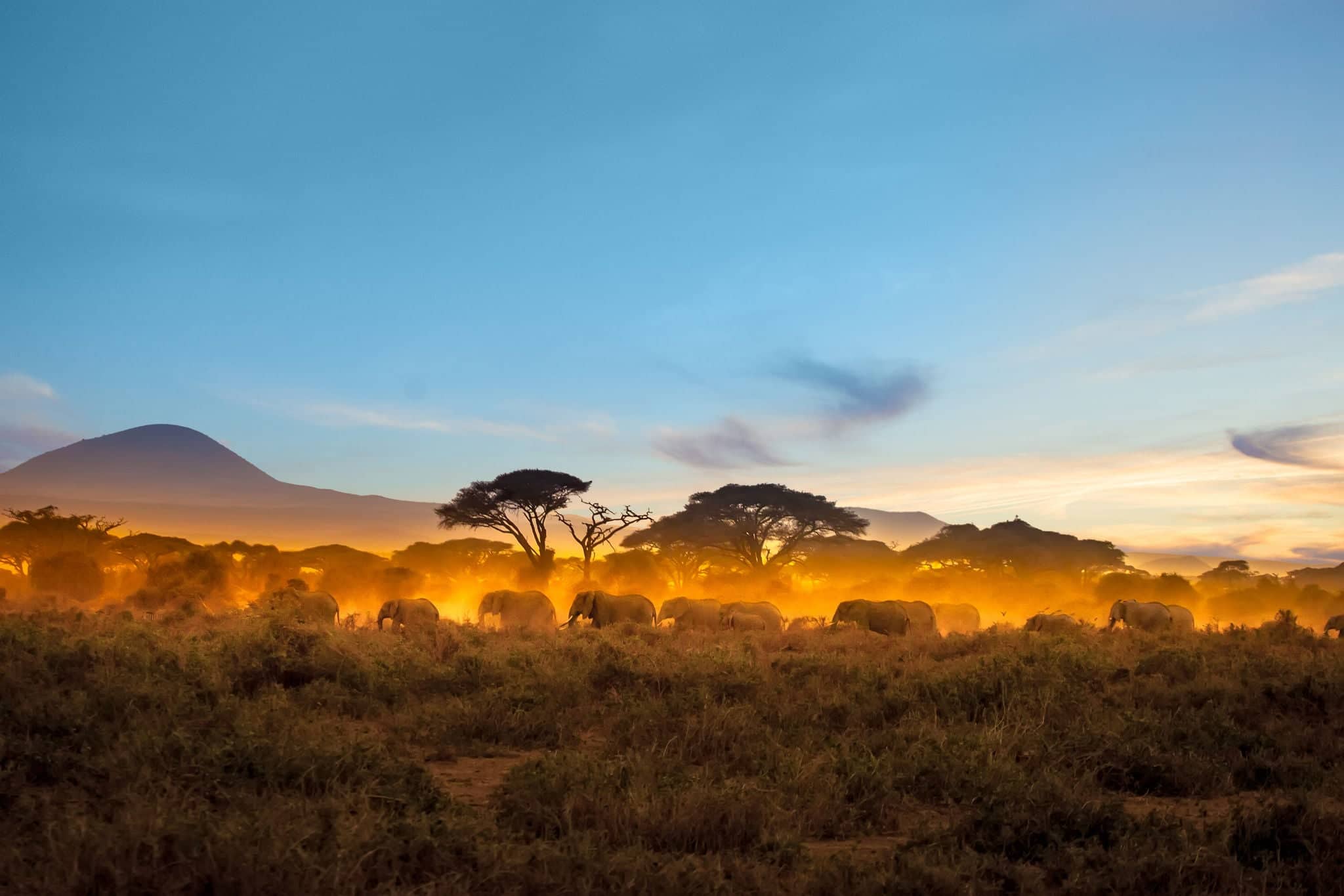 Migration of elephants. Herd of elephants. Evening in the African savannah.