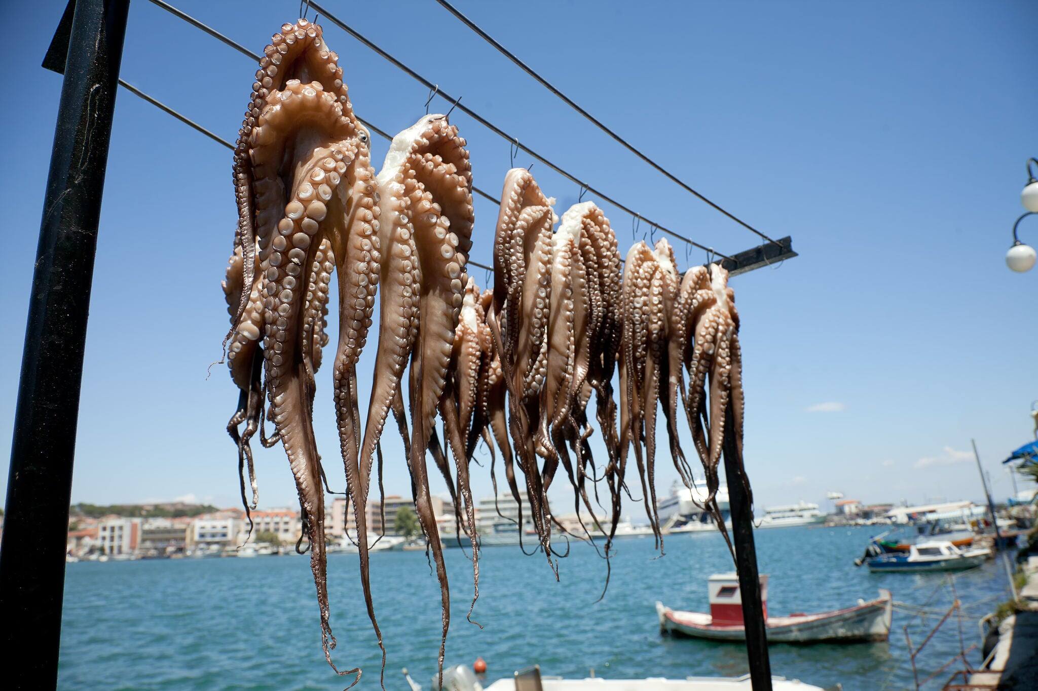 Octopus hanging up to dry in the sunshine in the Greek islands, Midilli, Mytilini, Mytiline, Lesvos, Lesbos