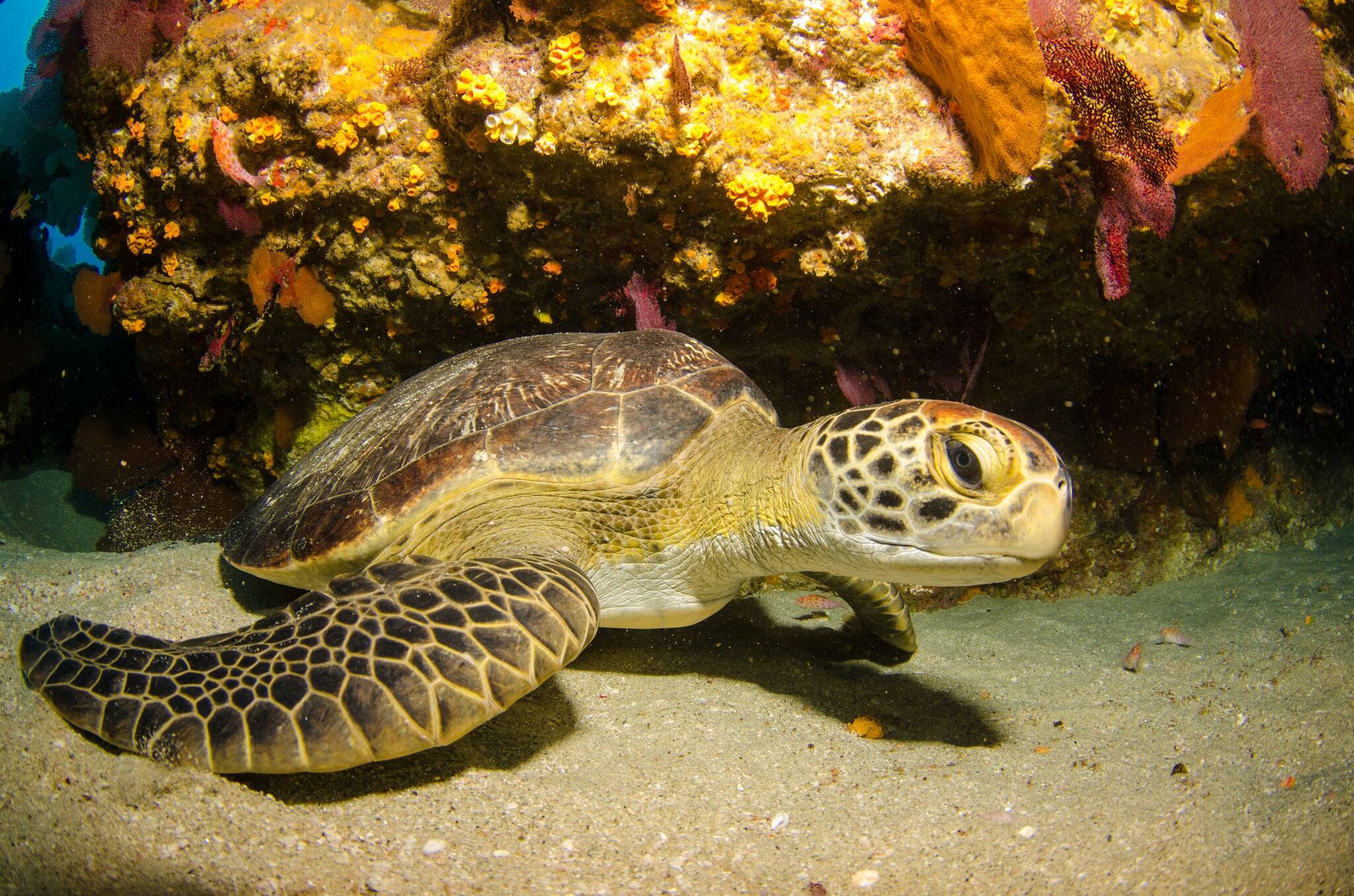 Sea turtle resting in the reefs of Cabo Pulmo National Park, Cousteau once named it The world's aquarium. Baja California Sur,Mexico.
