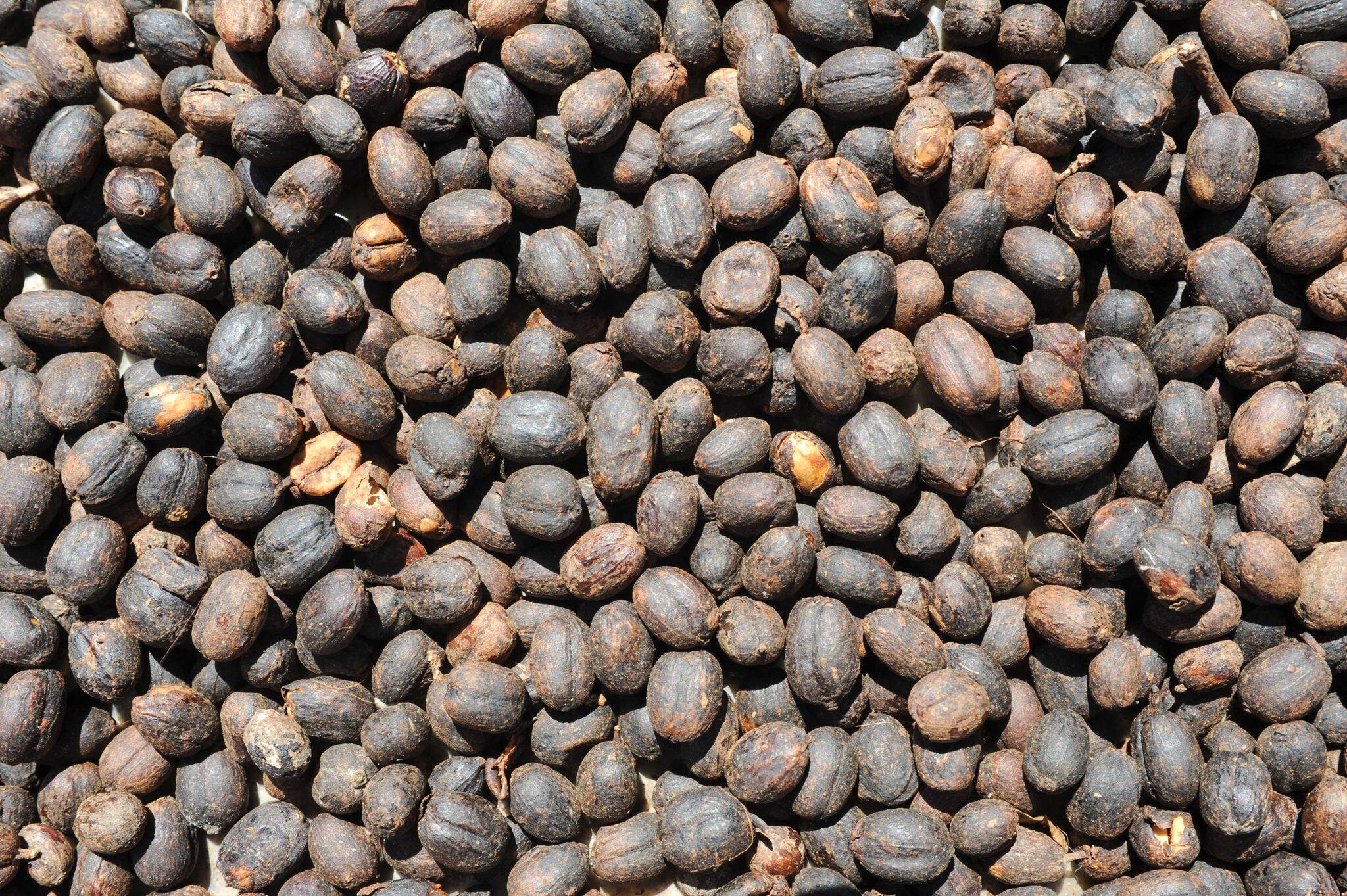 Raw coffee beans at Conception de Ataco on El Salvador