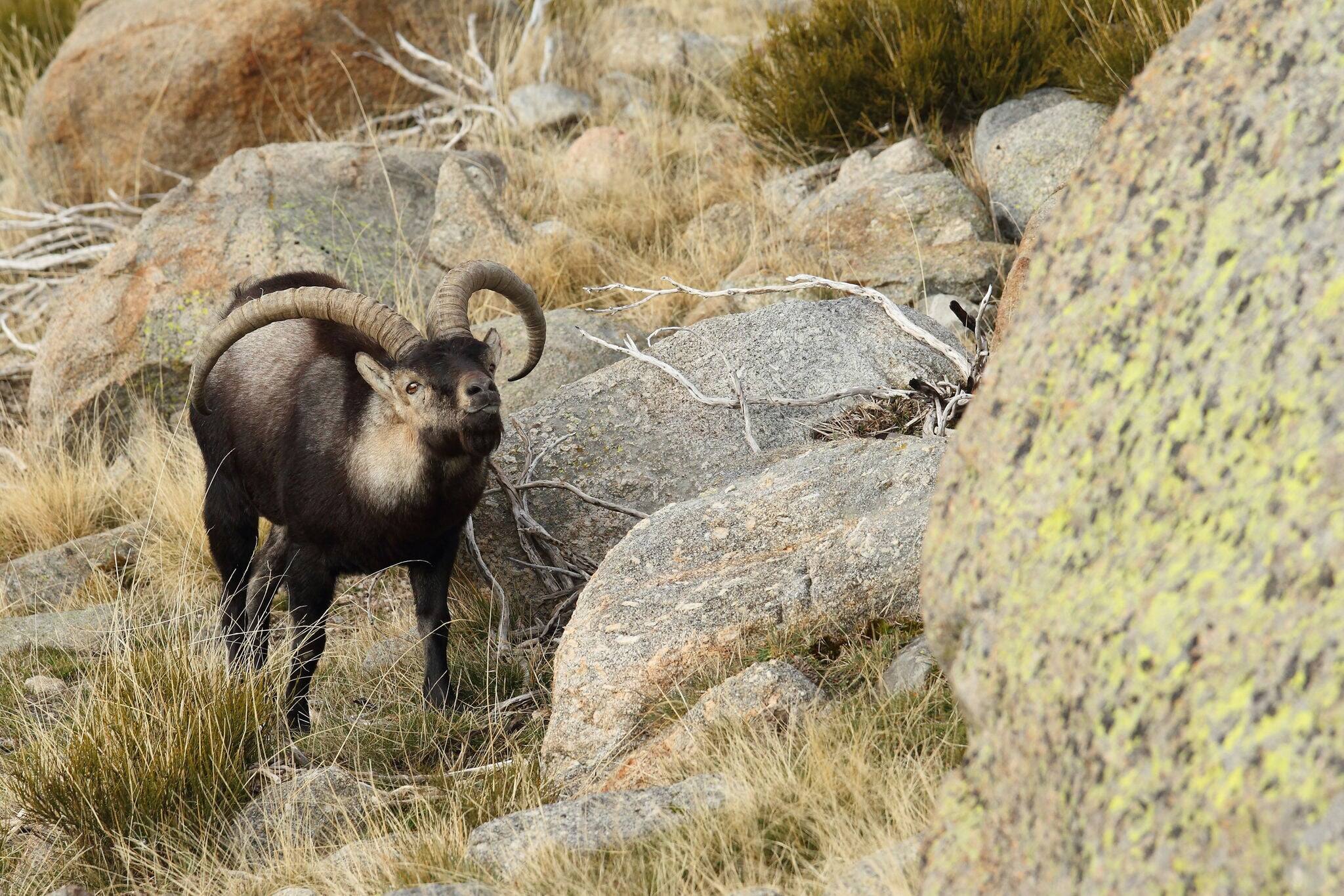 Spanish wild goat - Iberian Ibex - Mating season