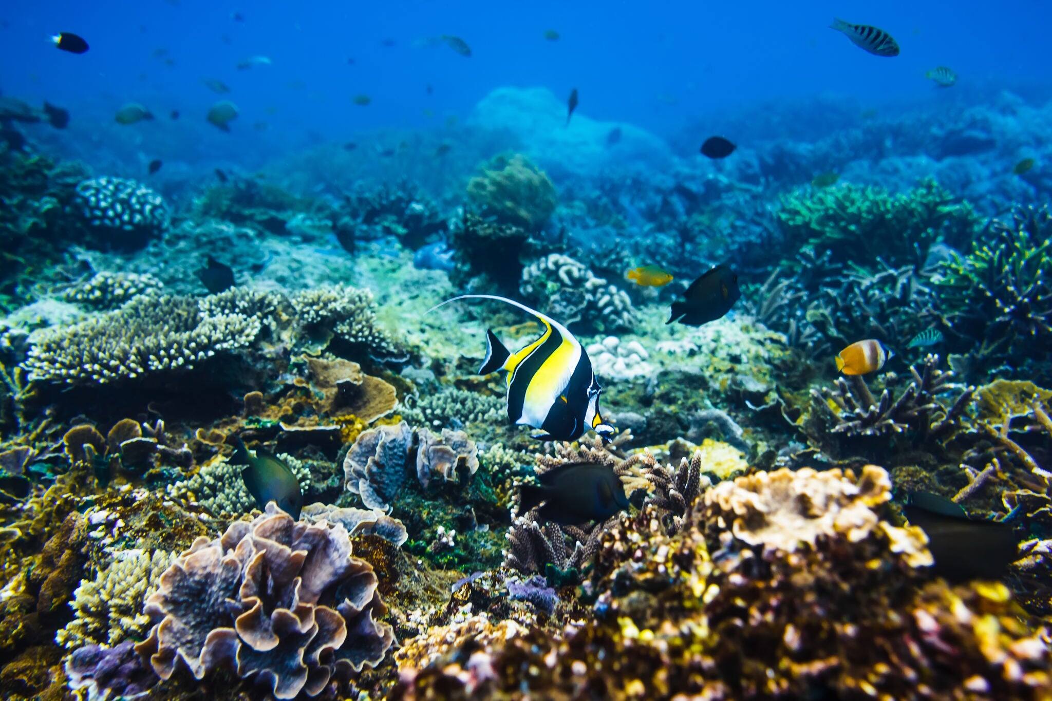 Tropical bright fishes and coral reef in Indian ocean.