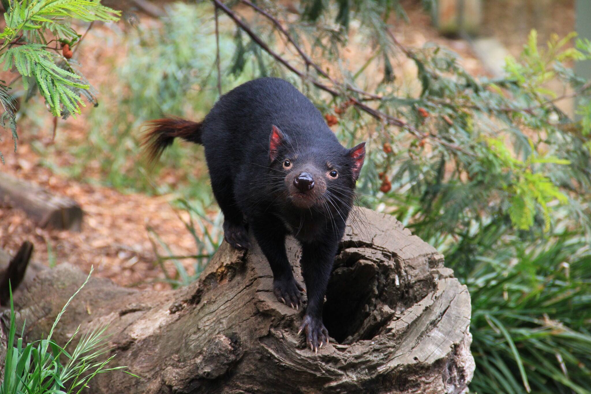 Tasmanian devil, little nocturnal Australian animal