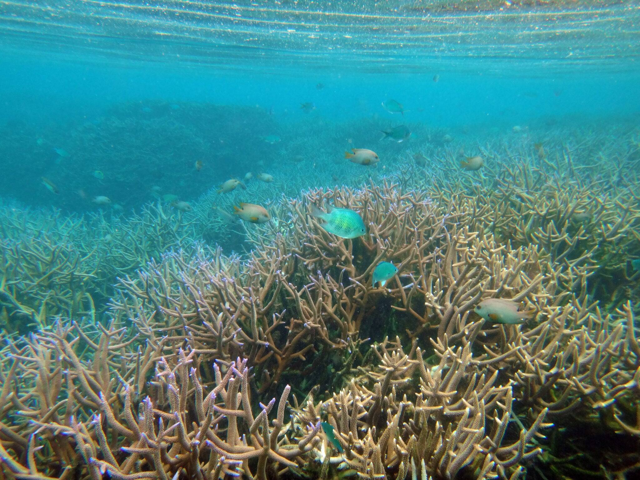 Sealife of Mystery Island, Aneityum, Vanuatu