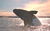Puerto Madryn, Argentina