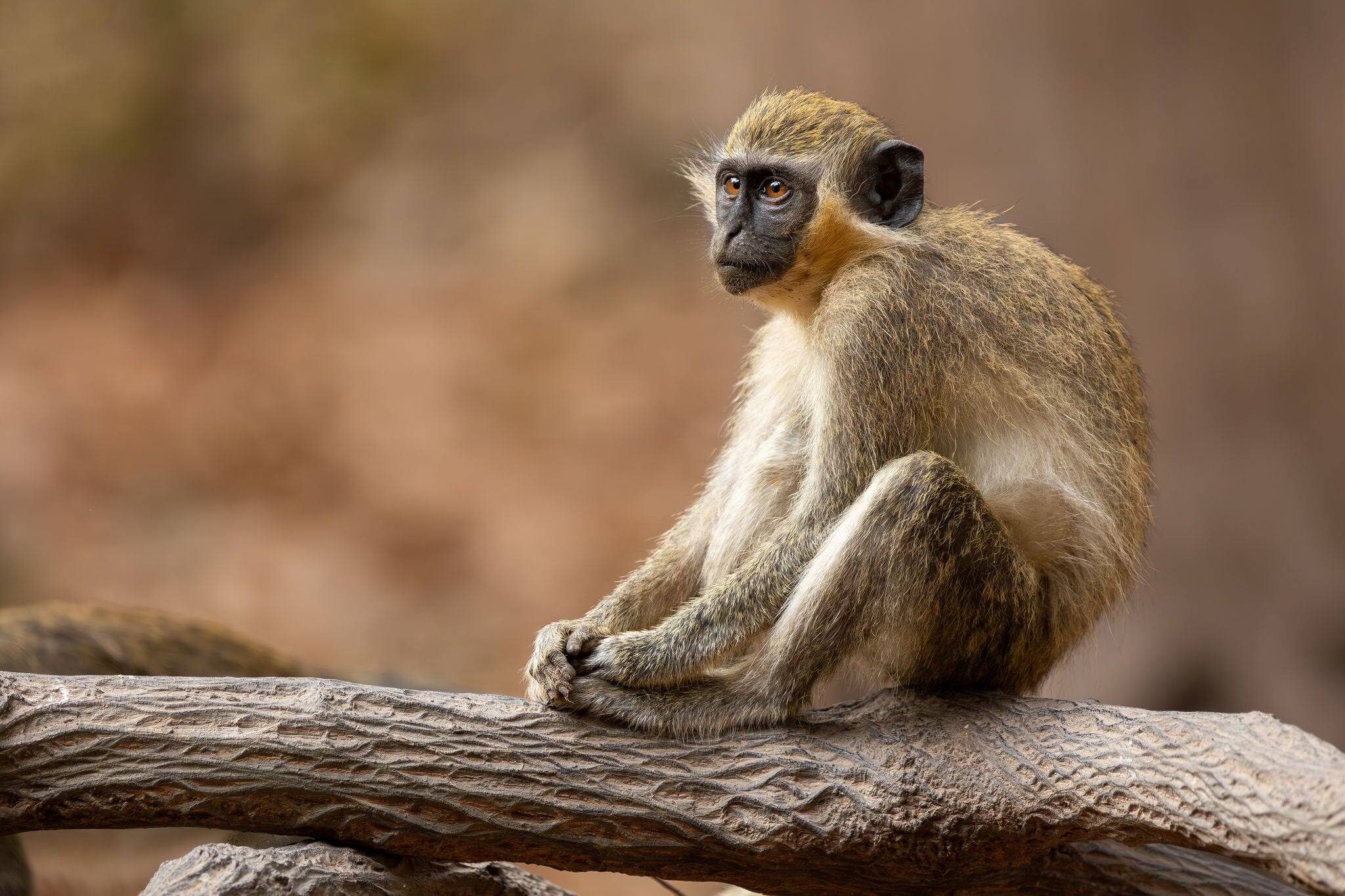 Close-up portrait of a green monkey (Chlorocebus sabaeus), sitting on a log in the wild in Gambia (Africa)