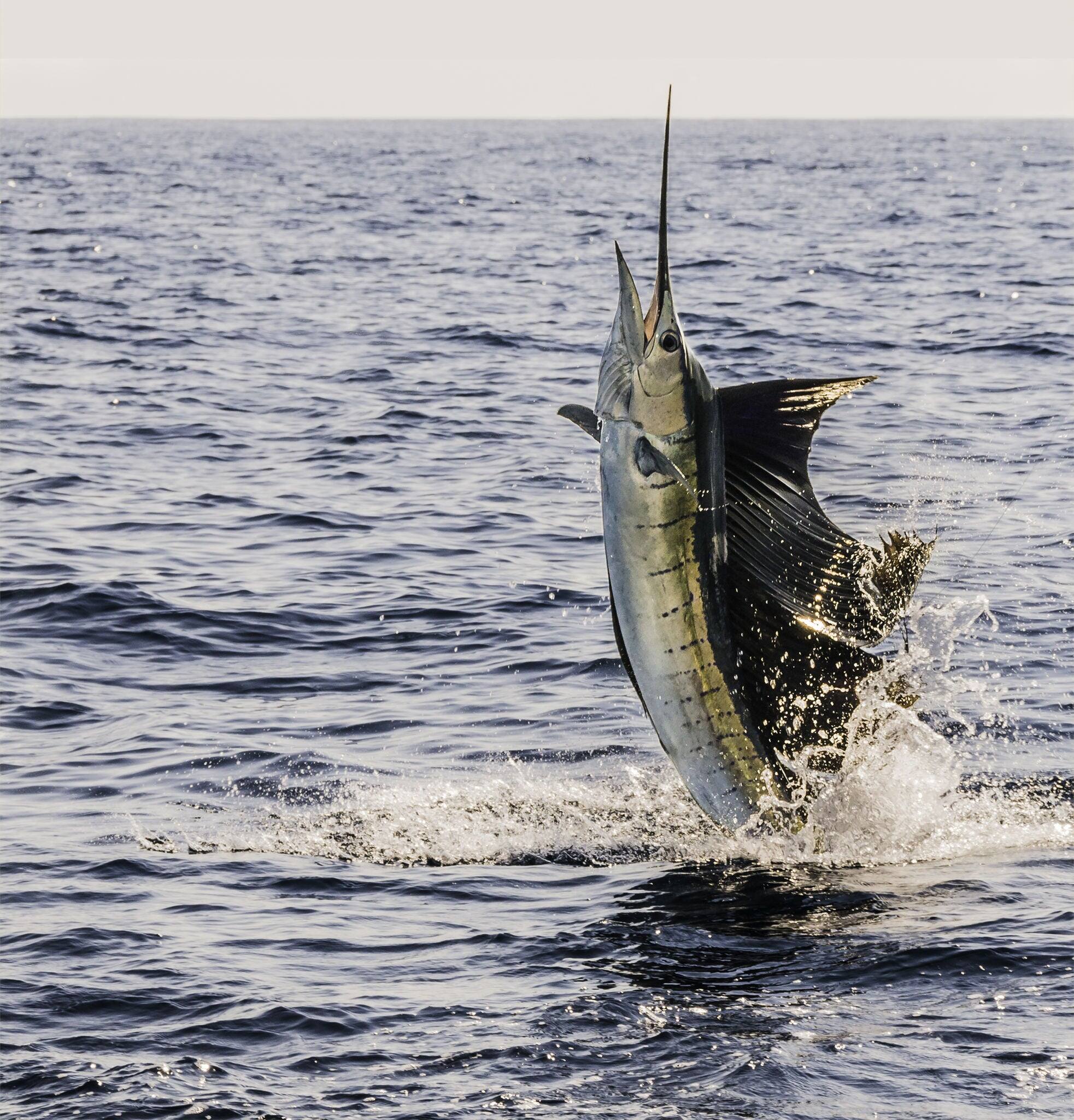 Sailfish on the Line