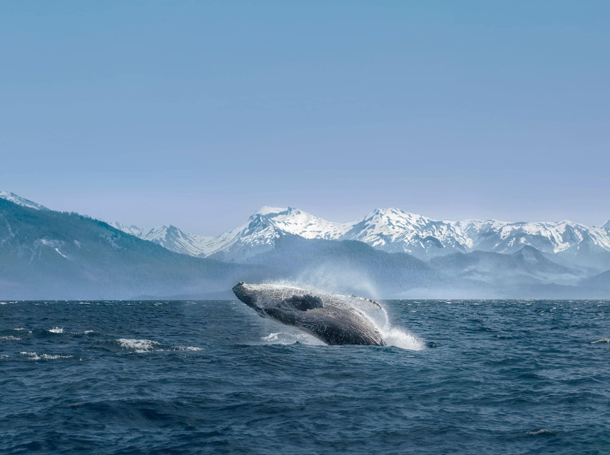 Breaching humpback whale against snow capped mountains  seen in the distance in Glacier Bay, Alaska.