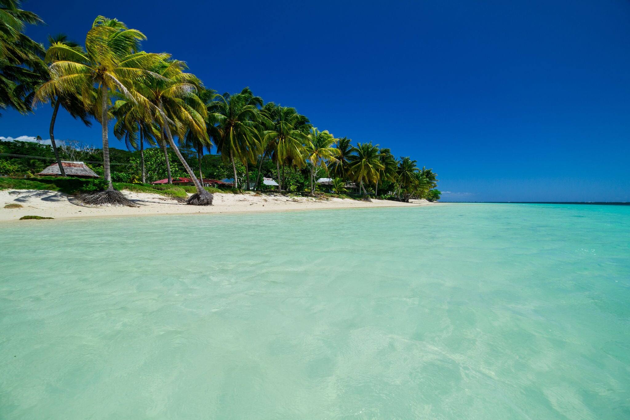 coconut palm trees on white sand beach with crystal clear blue sea on pasific island