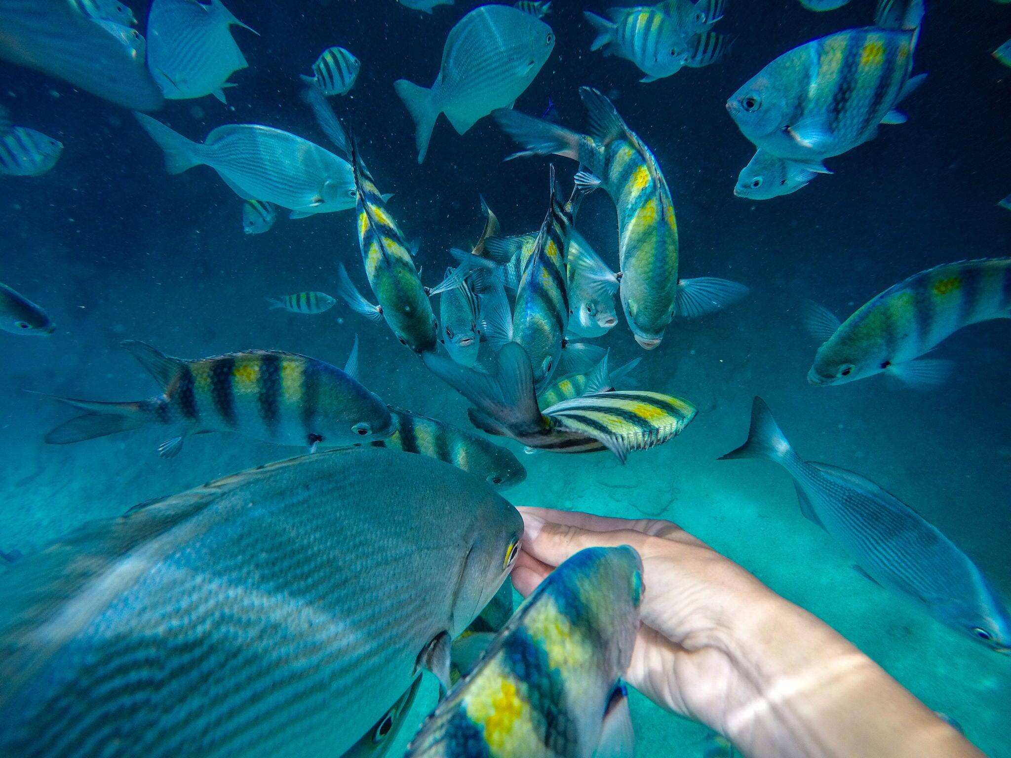 Feeding fish underwater, shot on an action camera. San Andres, Colombia