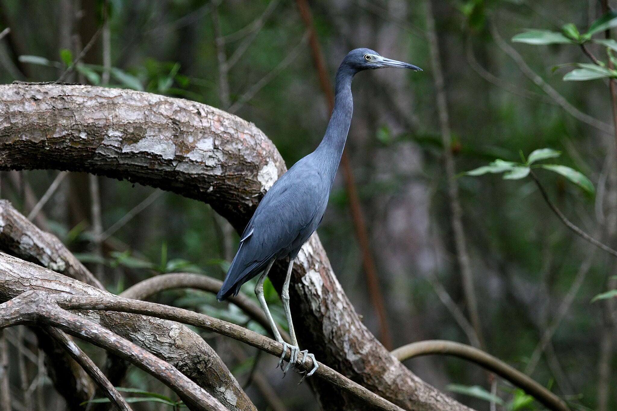 Little Blue Heron (Egretta caerulea) on mangroves. Taken on the river Tarcoles, Costa Rica, Central America.