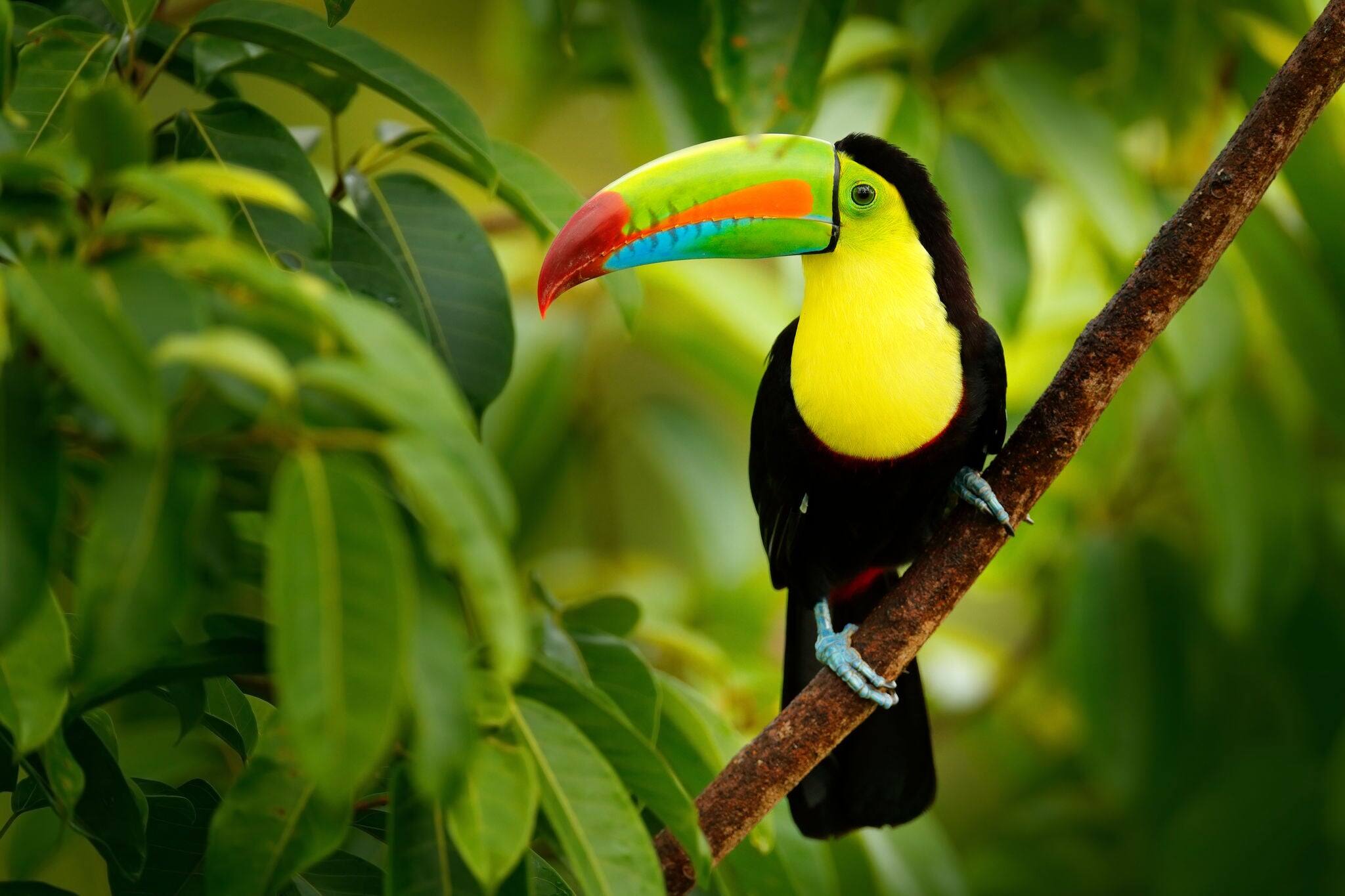 Keel-billed Toucan, Ramphastos sulfuratus, bird with big bill sitting on the branch in the forest, Boca Tapada, green vegetation, Costa Rica. Nature travel in central America.