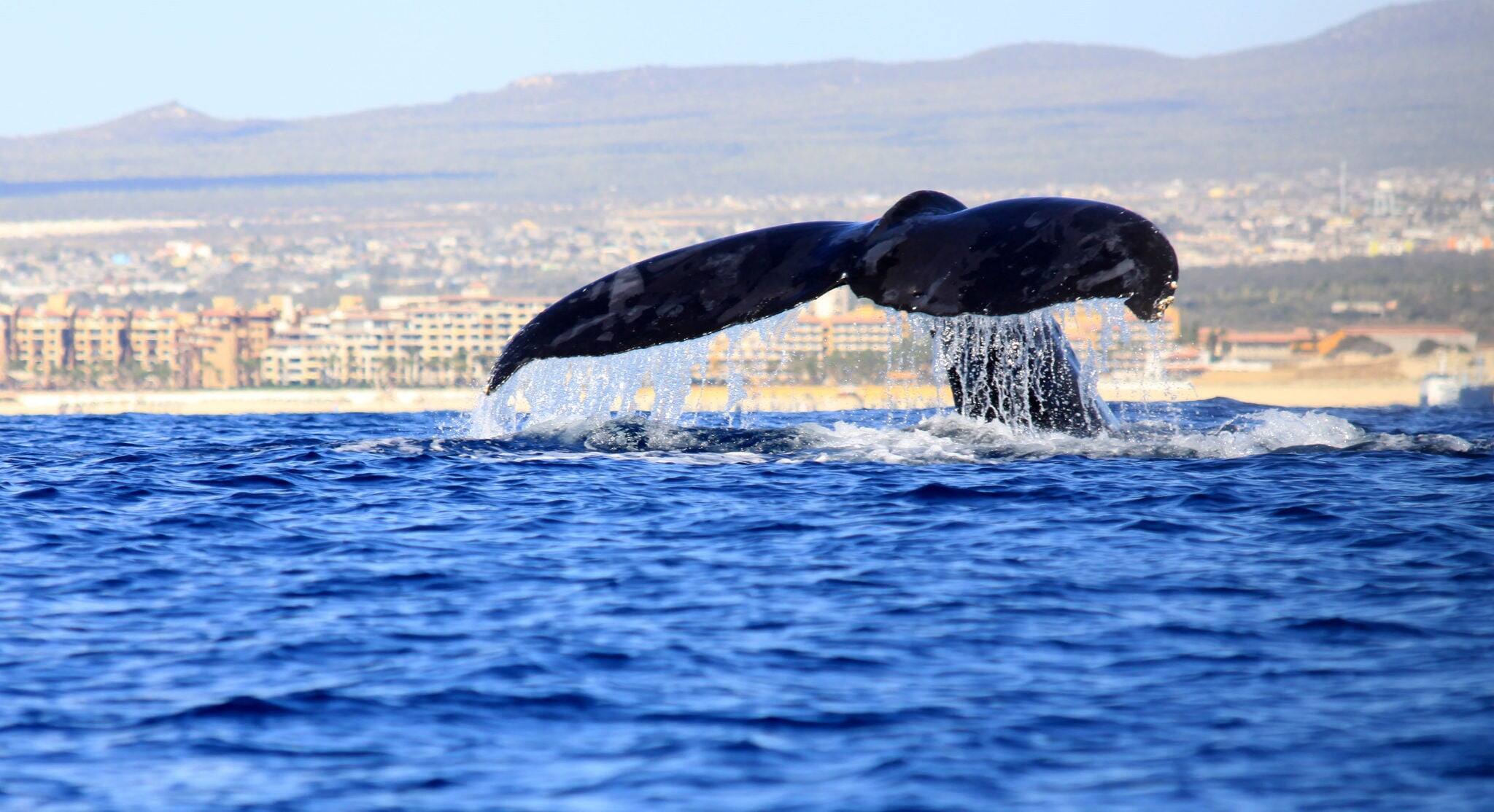Whale Tail