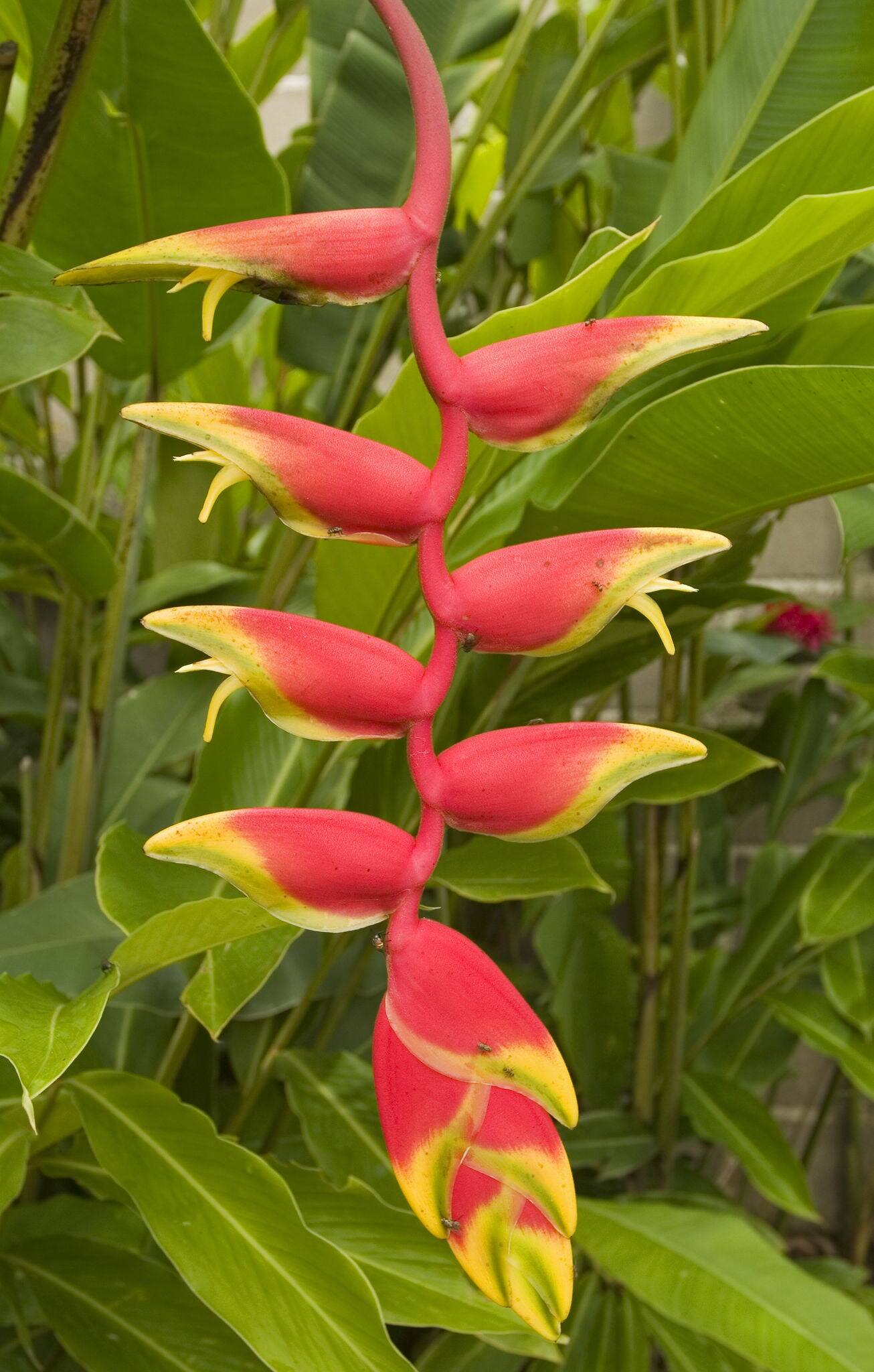 Heliconia found in Chiapas Mexico