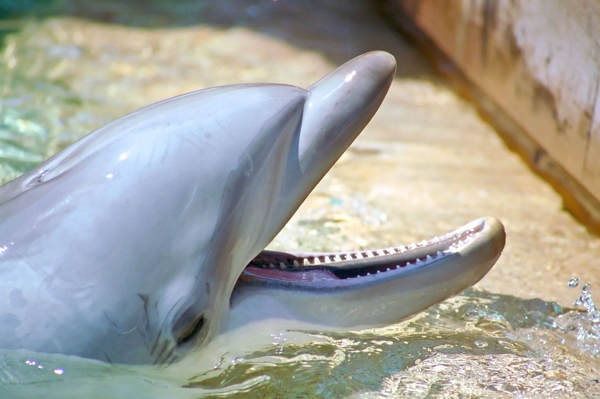 SeaWorld San Diego is a theme park located in San Diego, California. The park is owned by Busch Entertainment Corporation, a division of Anheuser-Busch.
