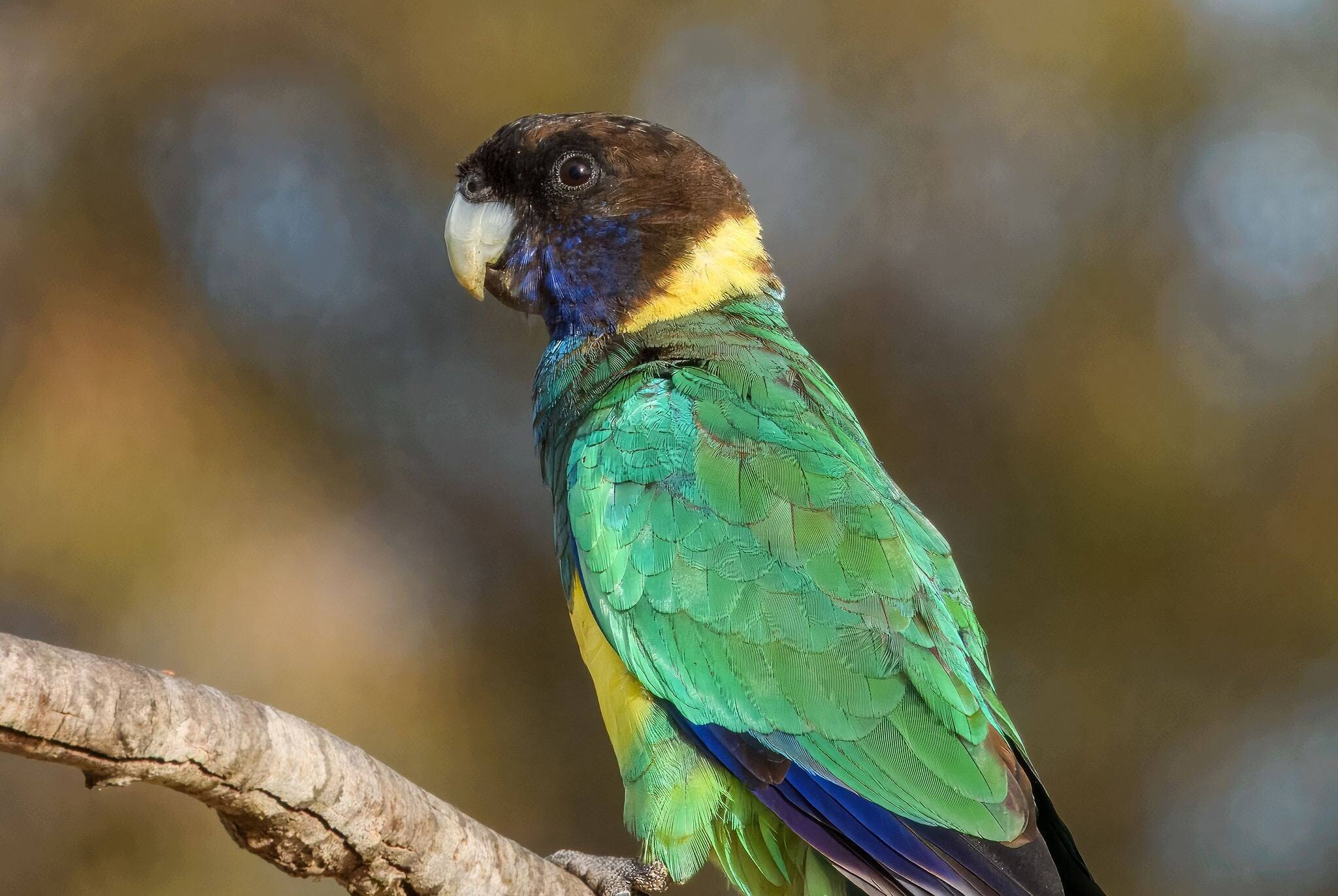 Port Lincoln Australian Ringneck Parrot (Barnardius zonarius zonarius) in Australia