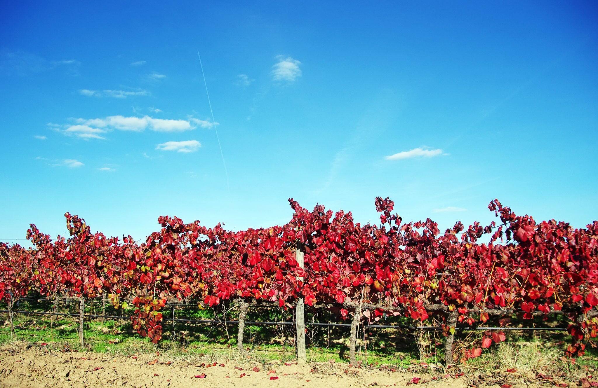 vineyard in autumn, south of Portugal