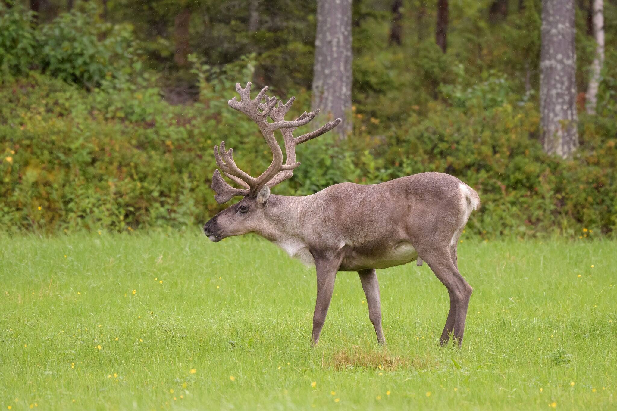 REINDEER IN TAIGA FOREST