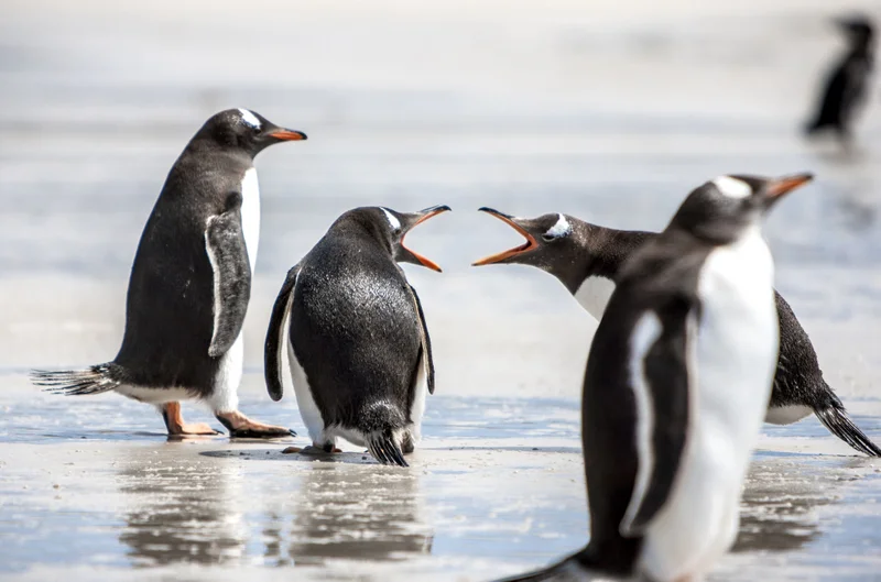 Stanley, Falkland Islands