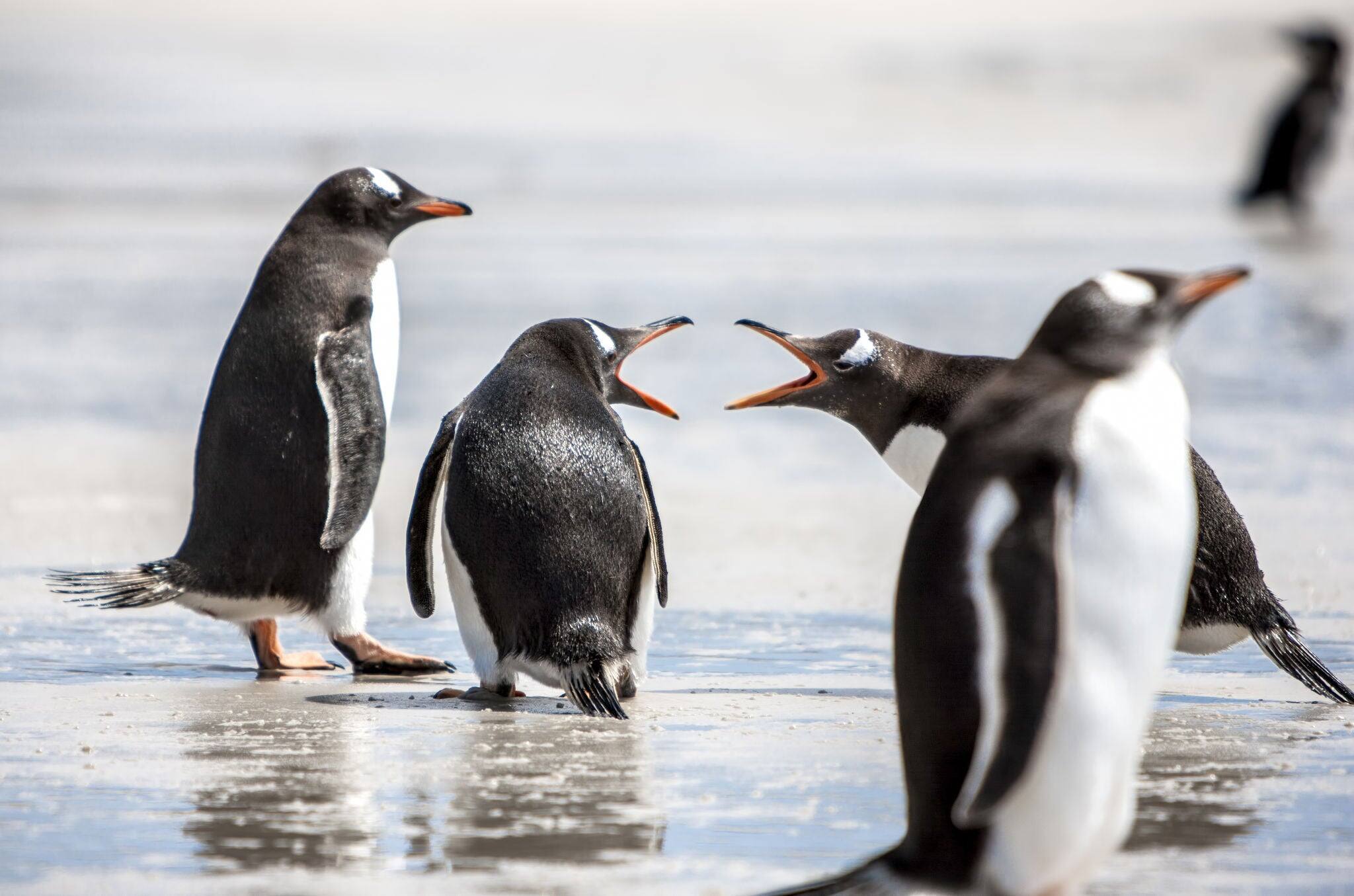Two penguins seem to discuss on the beach. The first argues strongly, the second does not seem to care while the third is wise and above this.