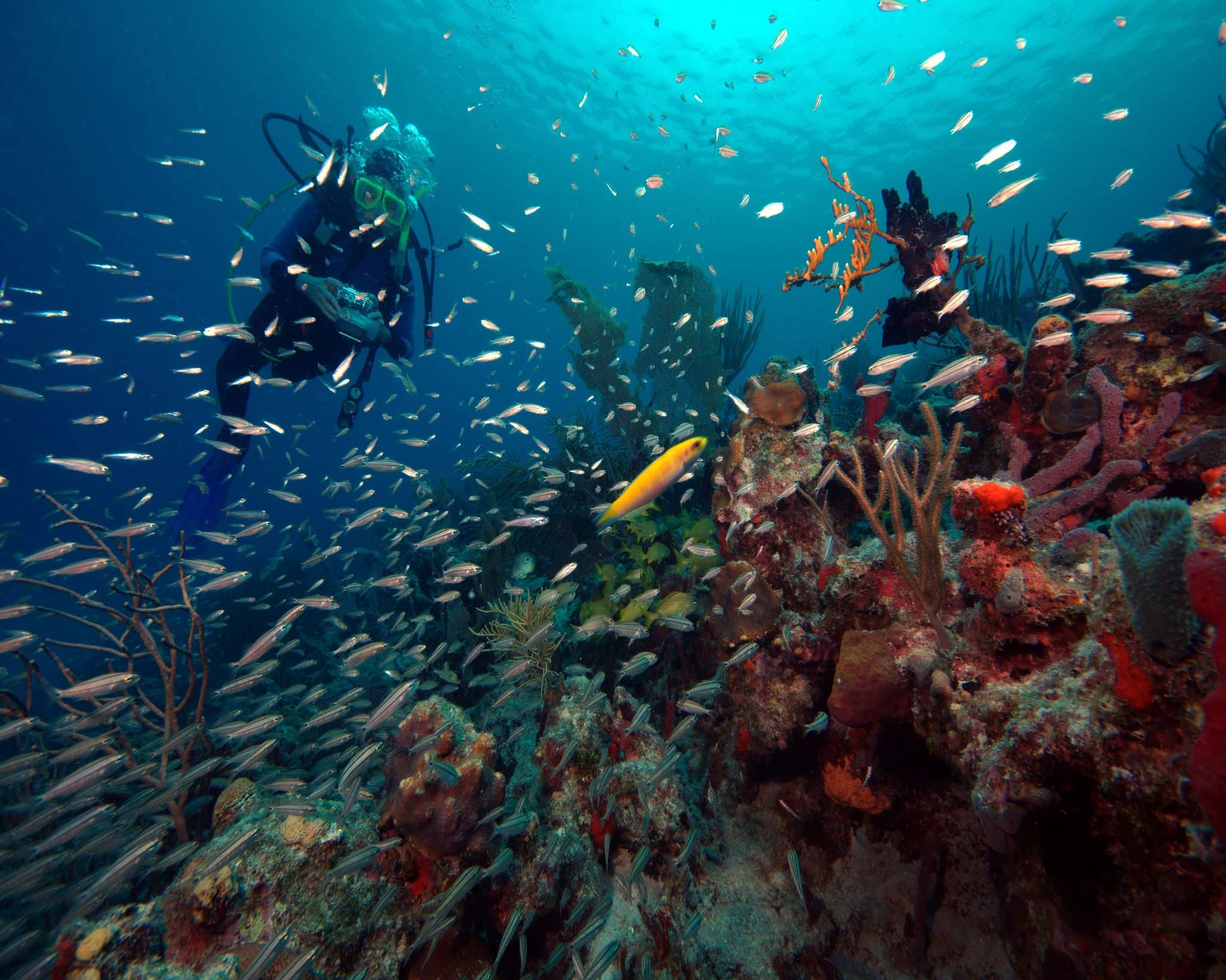 Coki Reef, St Thomas, U.S. Virgin Islands