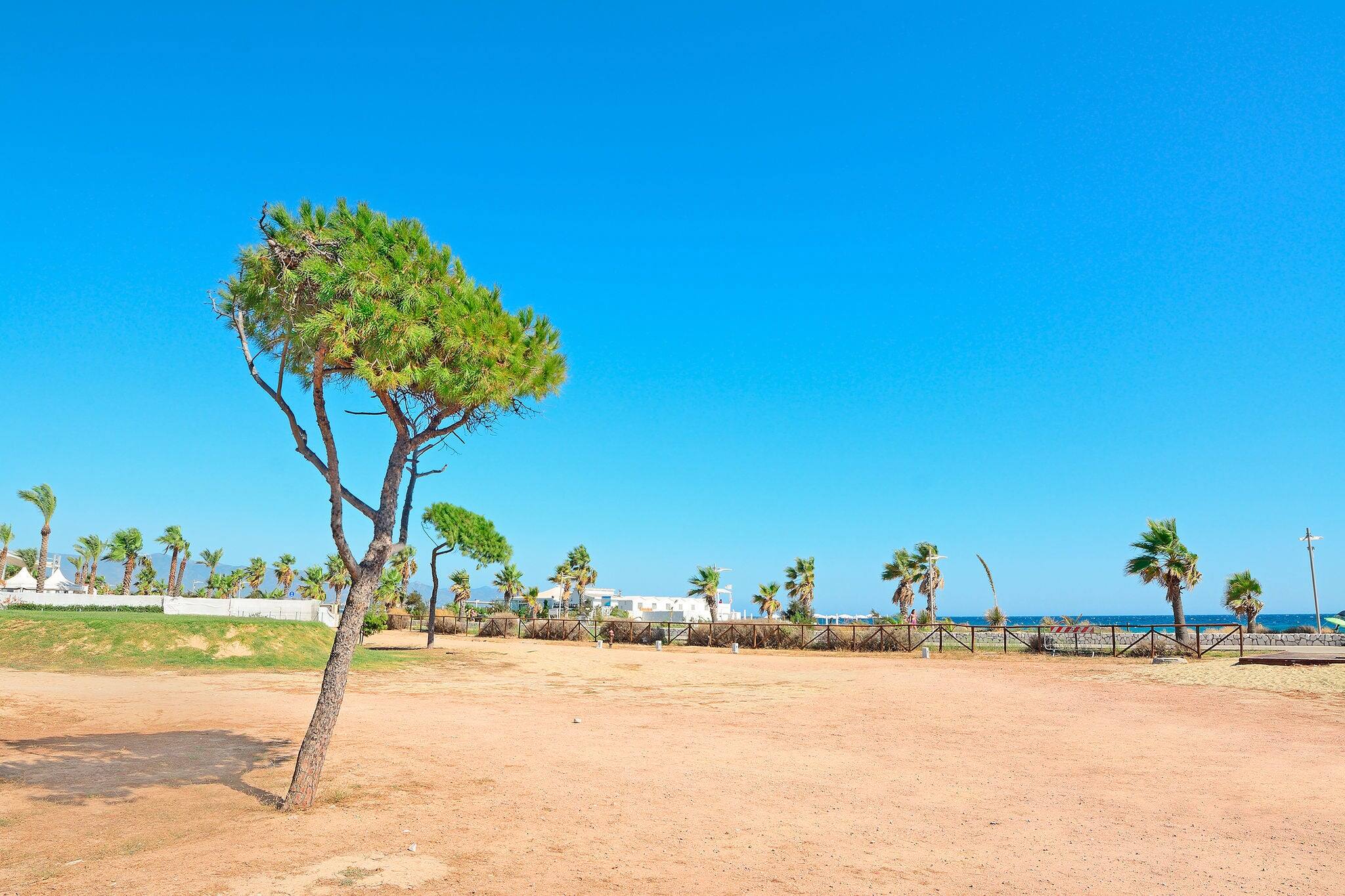 pine tree in Poetto beach, Sardinia