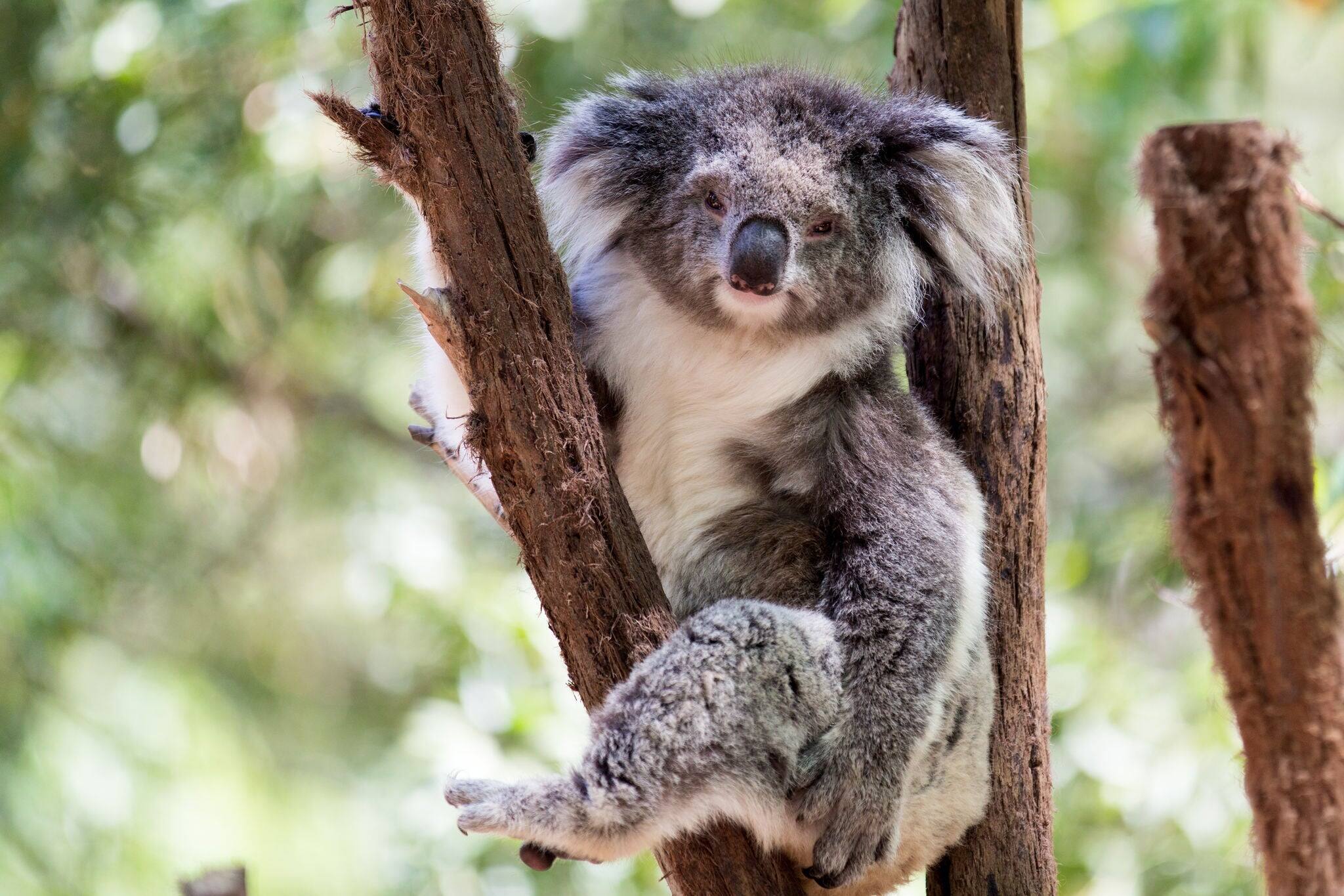 Koala looking into camera.