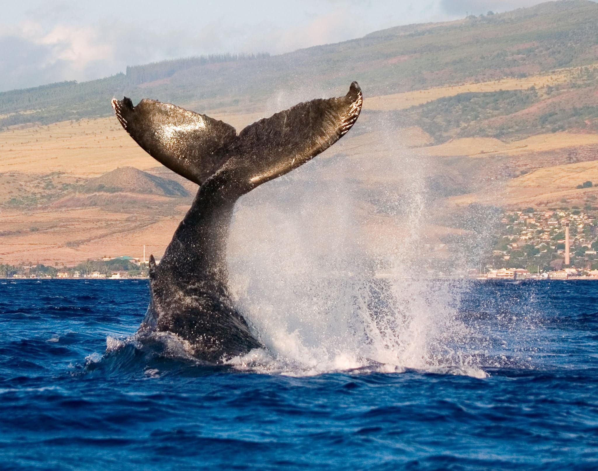 humpback whale tail slapping the tropical waters of hawaii