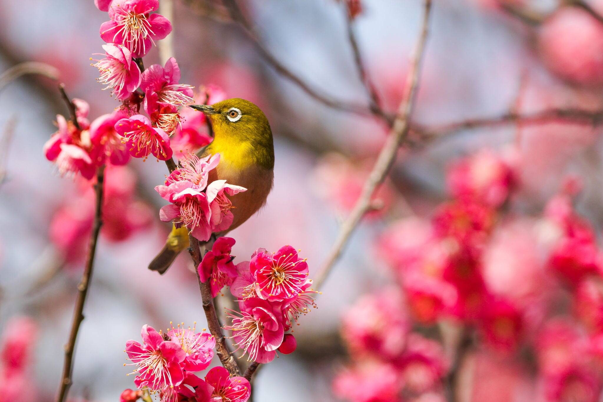 White-eye perching on a plum blossom in full bloom