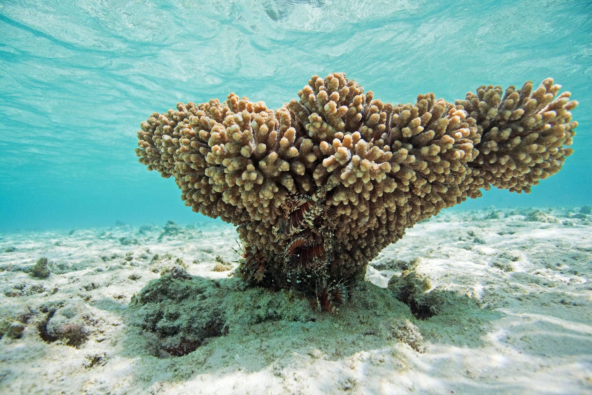 Vava'u island, Tonga, Pterois